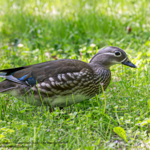 Mandarynka, Aix galericulata, The mandarin duck, Die Mandarinente