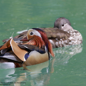 Mandarynka, Aix galericulata, The mandarin duck, Die Mandarinente