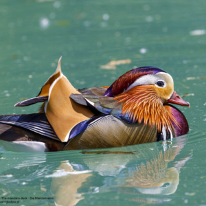 Mandarynka, Aix galericulata, The mandarin duck, Die Mandarinente