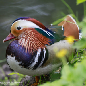 Mandarynka, Aix galericulata, The mandarin duck, Die Mandarinente
