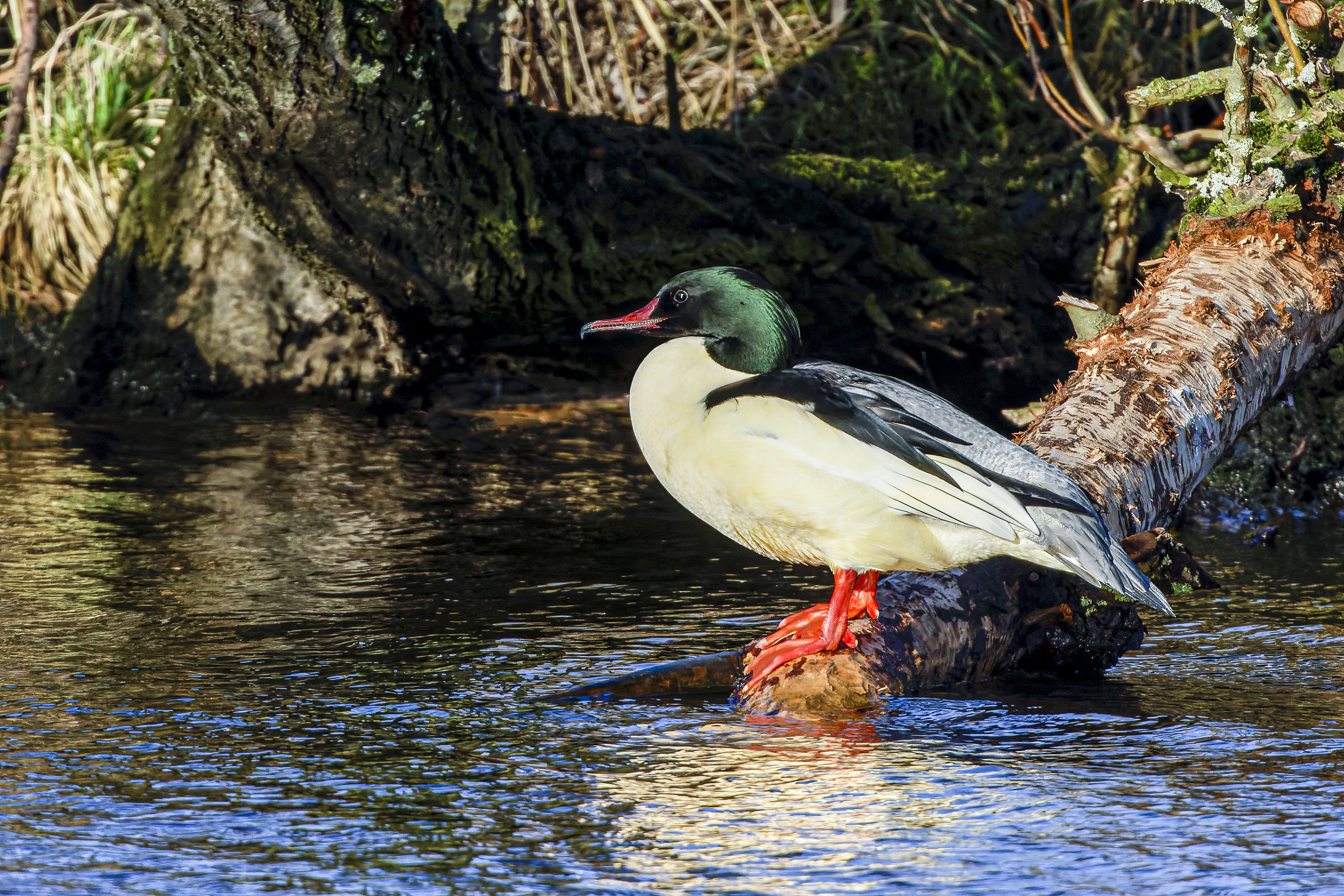 Nurogęś, Mergus merganser, Goosander, Der Gänsesäger, Большой крохаль