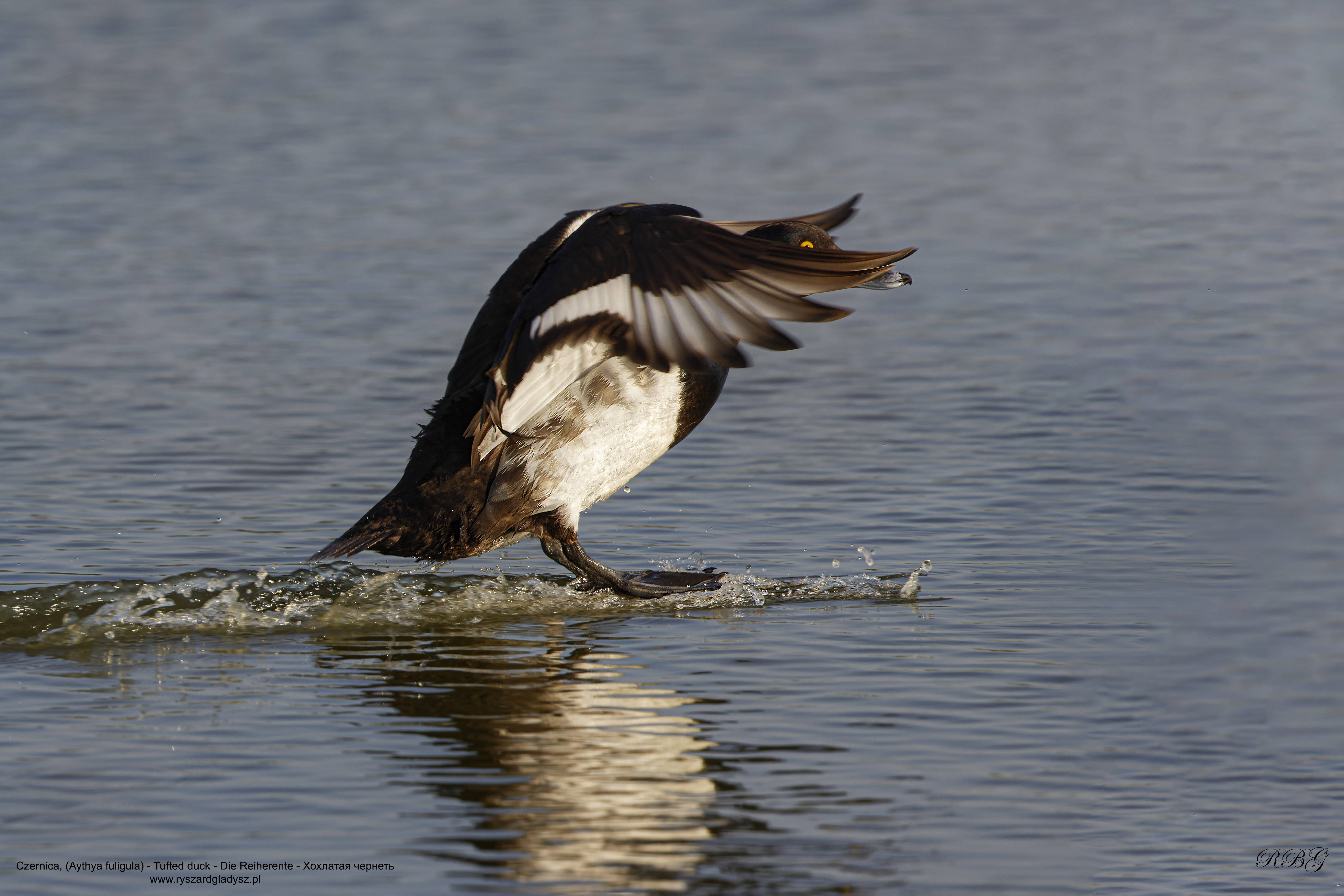 Czernica, Aythya fuligula, Tufted duck, Die Reiherente, Хохлатая чернеть