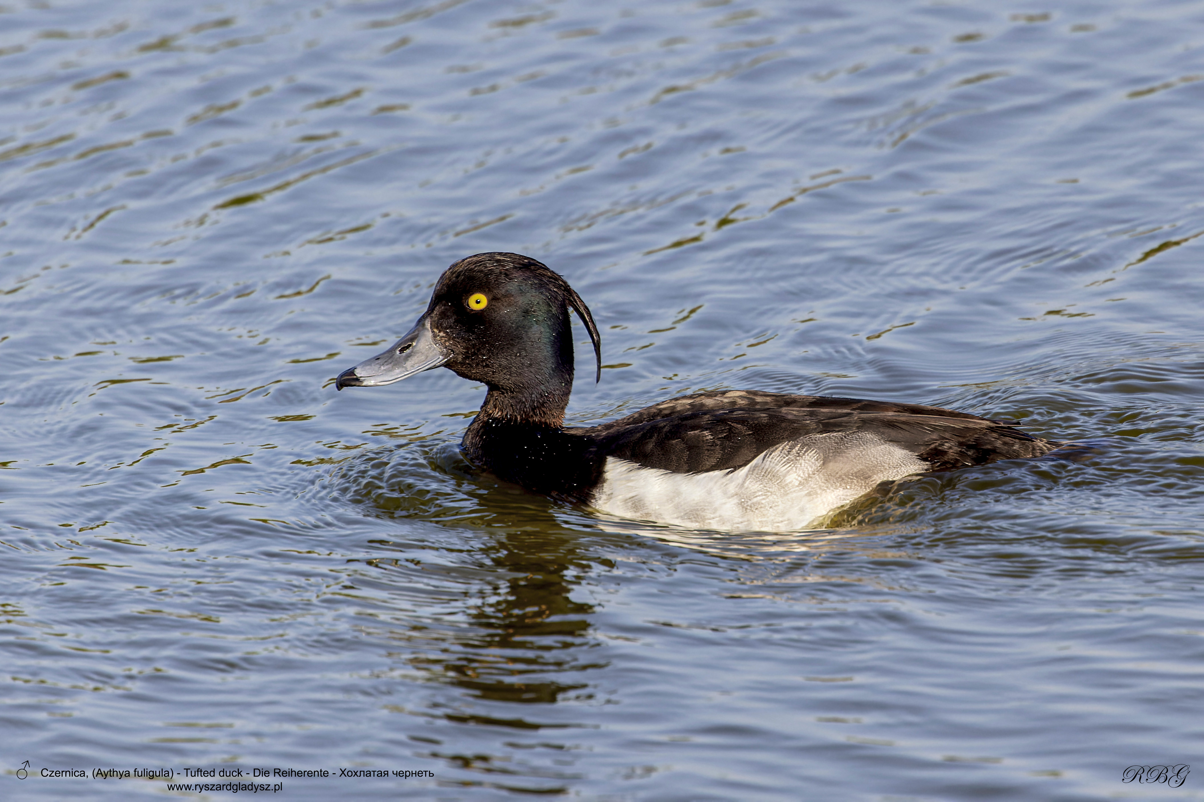 Czernica, Aythya fuligula, Tufted duck, Die Reiherente, Хохлатая чернеть