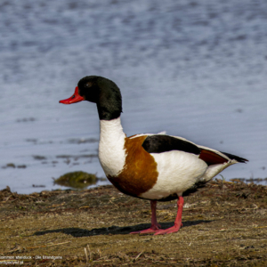 Ohar, Tadorna tadorna, Common shelduck, Die Brandgans, Пеганка