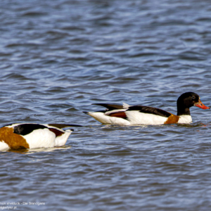 Ohar, Tadorna tadorna, Common shelduck, Die Brandgans, Пеганка