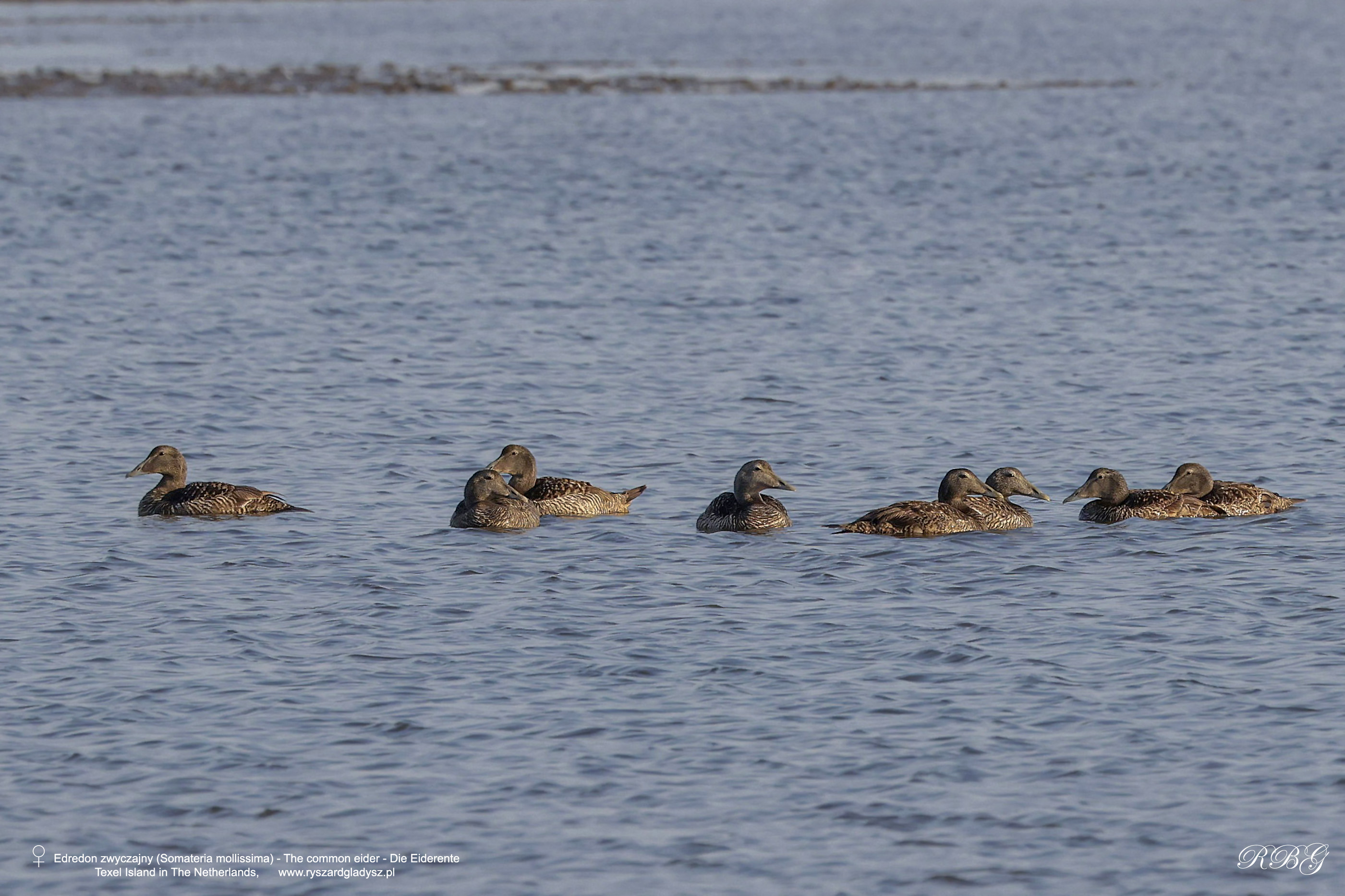 Edredon, Somateria mollissima, The common eider, Die Eiderente