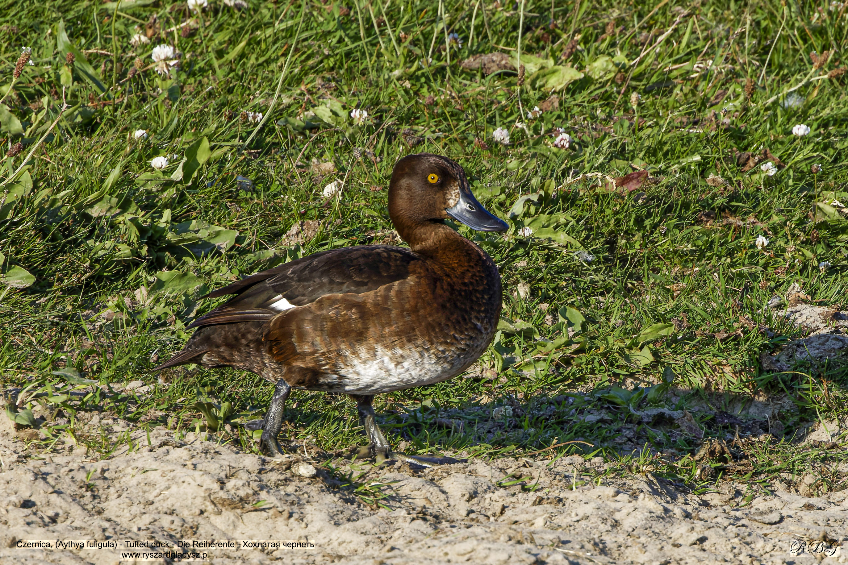 Czernica, Aythya fuligula, Tufted duck, Die Reiherente, Хохлатая чернеть