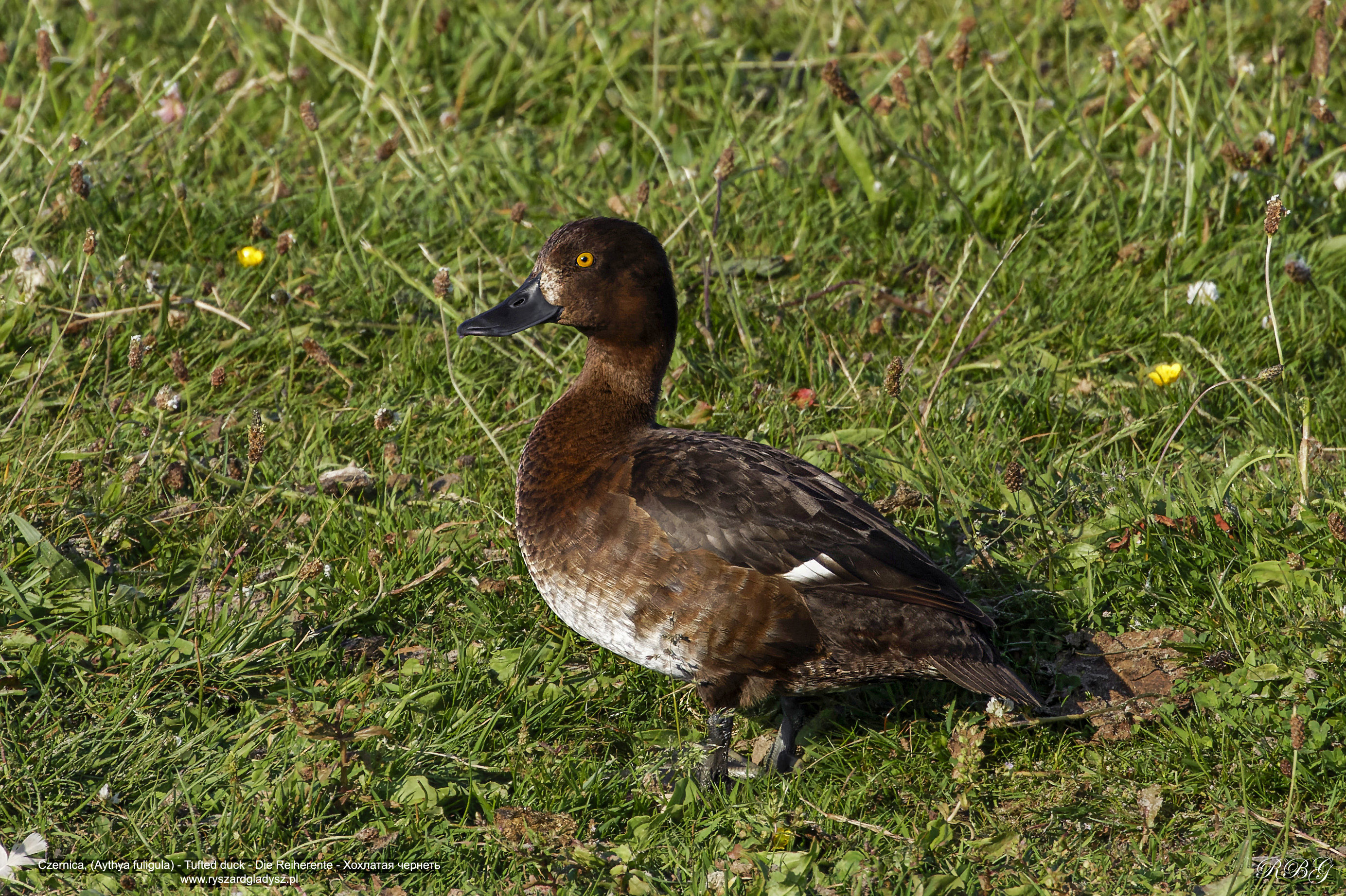 Czernica, Aythya fuligula, Tufted duck, Die Reiherente, Хохлатая чернеть