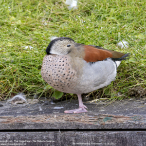 Cudokaczka, Callonetta leucophrys, The ringed teal, Die Rotschulterente