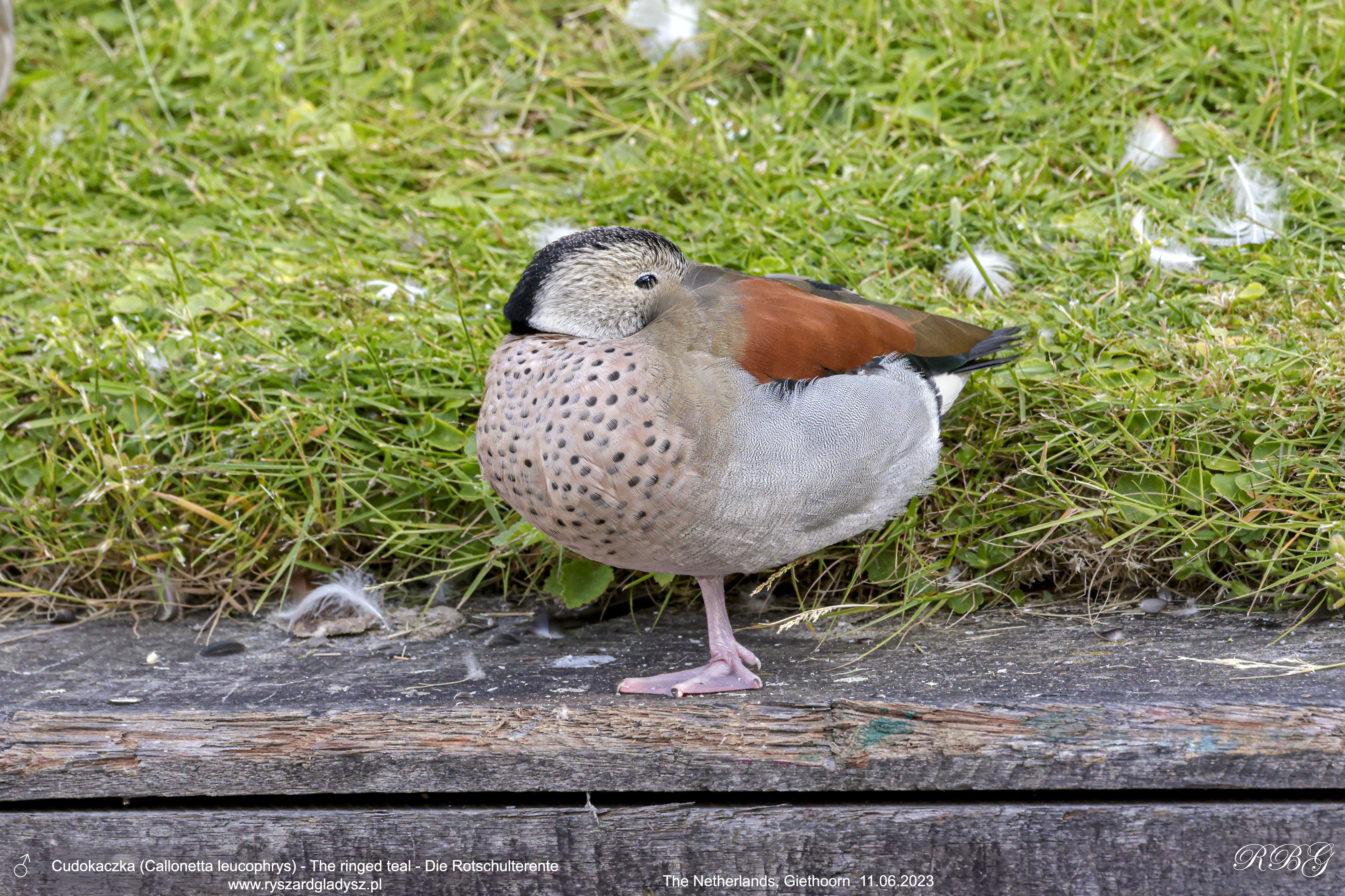 Cudokaczka, Callonetta leucophrys, The ringed teal, Die Rotschulterente