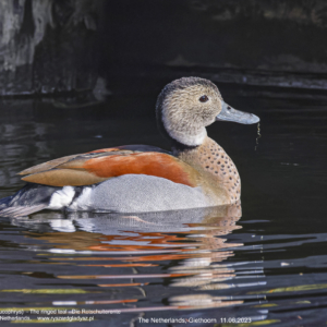 Cudokaczka, Callonetta leucophrys, The ringed teal, Die Rotschulterente