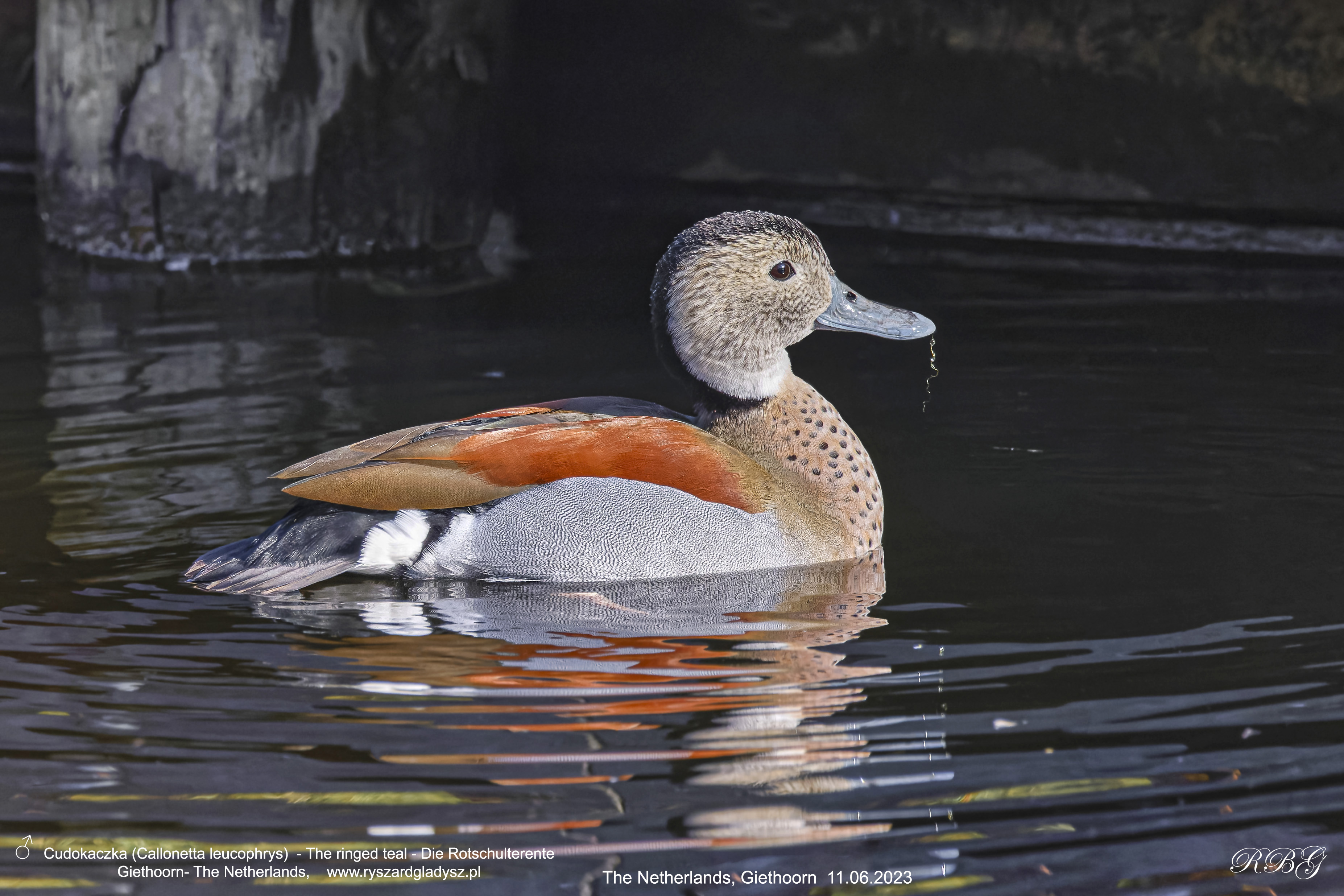 Cudokaczka, Callonetta leucophrys, The ringed teal, Die Rotschulterente