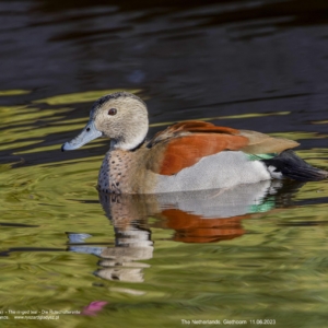 Cudokaczka, Callonetta leucophrys, The ringed teal, Die Rotschulterente Ptaki, kaczki, kaczkowate, blaszkodziobe, birds, Vogel, Vögel, Entenvögel
