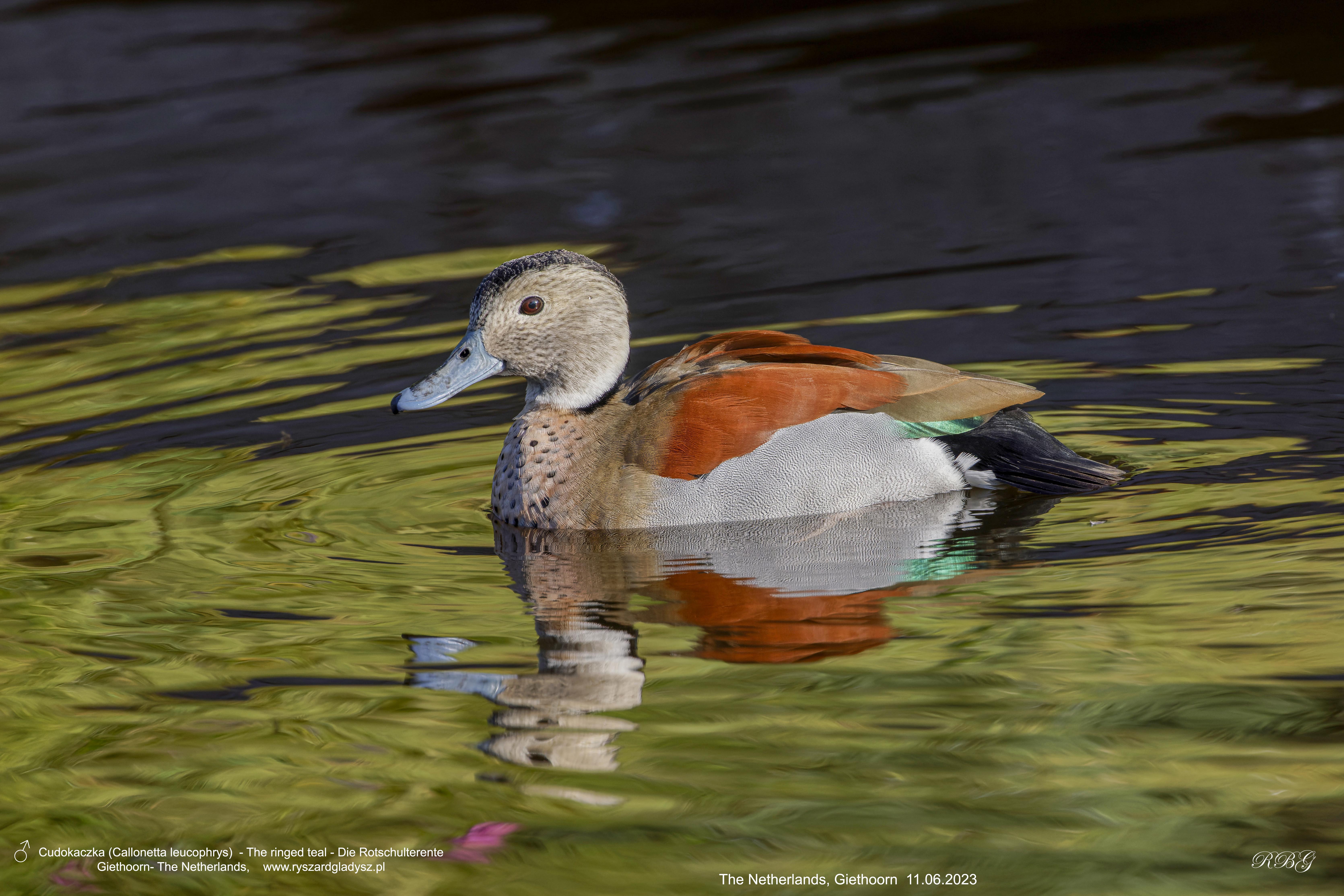 Cudokaczka, Callonetta leucophrys, The ringed teal, Die Rotschulterente Ptaki, kaczki, kaczkowate, blaszkodziobe, birds, Vogel, Vögel, Entenvögel