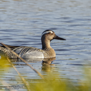 Cyranka, Spatula querquedula, Garganey, Die Knäkente