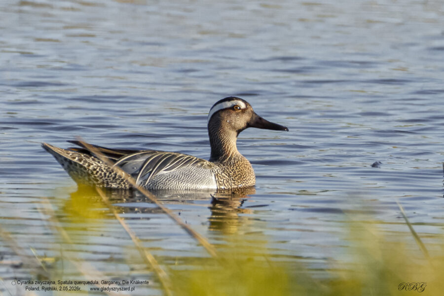 Cyranka zwyczajna, Spatula querquedula, Garganey, Die Knäkente Ptaki, kaczki, kaczkowate, blaszkodziobe, birds, Vogel, Vögel