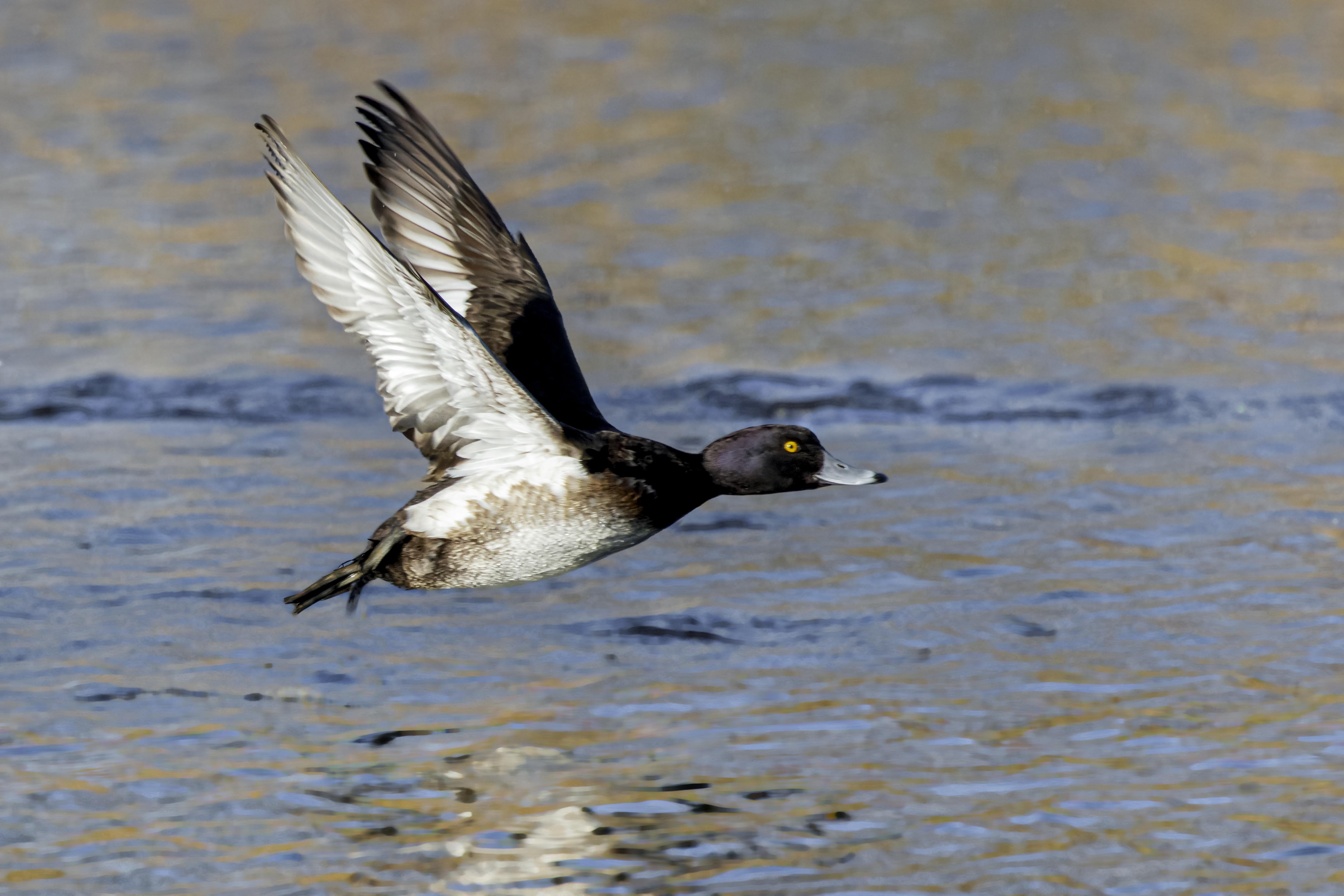 Czernica, Aythya fuligula, Tufted duck, Die Reiherente, Хохлатая чернеть