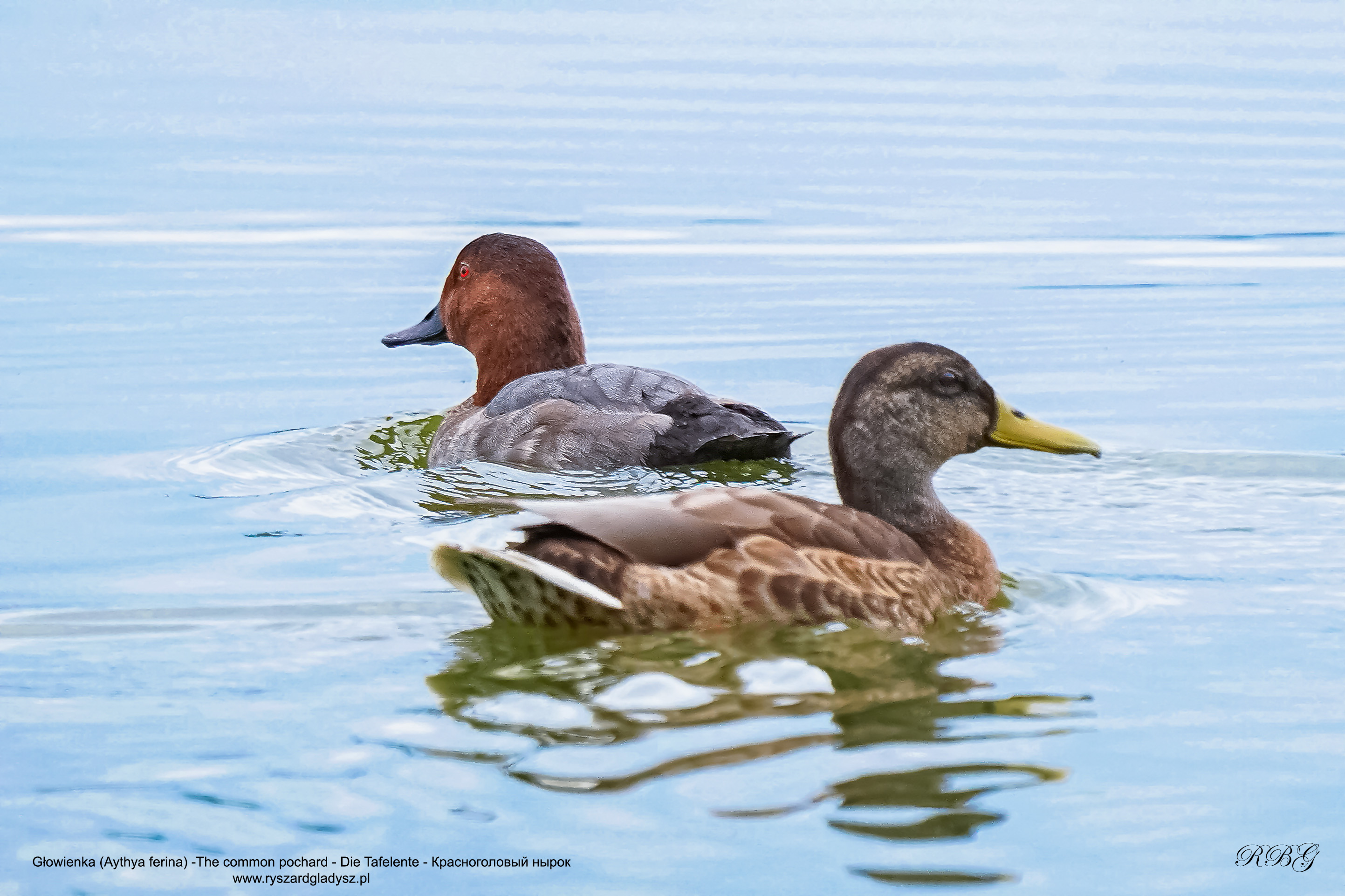 Głowienka, Aythya ferina, The common pochard, Die Tafelente, Красноголовый нырок