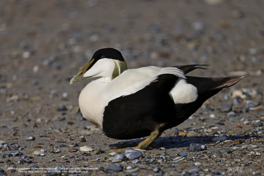 Edredon zwyczajny, edredon, Somateria mollissima, Common eider, Die Eiderente. Ptaki morskie, kaczki morskie, ptaki wodne, strunowce, blaszkodziobe, kaczkowate, edredony, birds, seabirds, waterfowl, Anatidae, Anseriformes, Somateria, Vogel, Vögel, Seevögel, Eiderente.