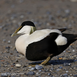 Edredon zwyczajny 0120 Edredon zyczajny, Somateria mollissima, The common eider, Die Eiderente