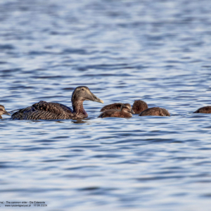 Edredon zwyczajny 0057 Edredon zwyczajny, Somateria mollissima, The common eider, Die Eiderente