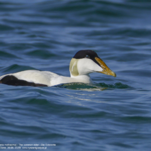 Edredon zwyczajny 0067 Edredon zwyczajny, Somateria mollissima, The common eider, Die Eiderente