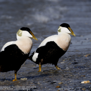 Edredon zwyczajny, edredon, Somateria mollissima, Common eider, Die Eiderente. Ptaki morskie, kaczki morskie, ptaki wodne, strunowce, blaszkodziobe, kaczkowate, edredony, birds, seabirds, waterfowl, Anatidae, Anseriformes, Somateria, Vogel, Vögel, Seevögel, Eiderente.