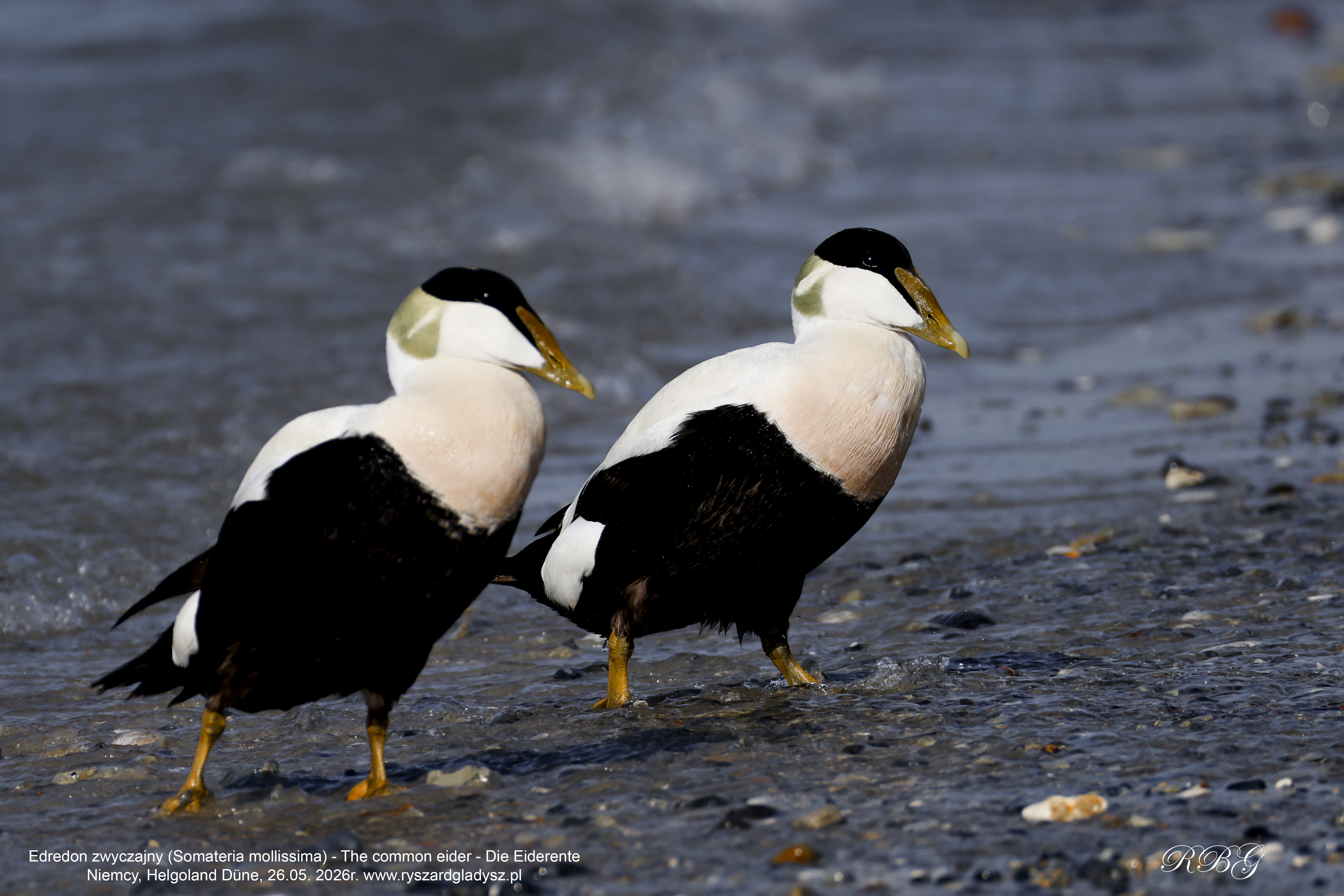 Edredon zwyczajny, edredon, Somateria mollissima, Common eider, Die Eiderente. Ptaki morskie, kaczki morskie, ptaki wodne, strunowce, blaszkodziobe, kaczkowate, edredony, birds, seabirds, waterfowl, Anatidae, Anseriformes, Somateria, Vogel, Vögel, Seevögel, Eiderente.