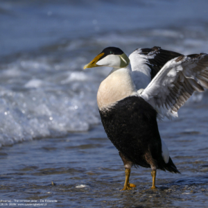 Edredon zwyczajny, edredon, Somateria mollissima, Common eider, Die Eiderente. Ptaki morskie, kaczki morskie, ptaki wodne, strunowce, blaszkodziobe, kaczkowate, edredony, birds, seabirds, waterfowl, Anatidae, Anseriformes, Somateria, Vogel, Vögel, Seevögel, Eiderente.
