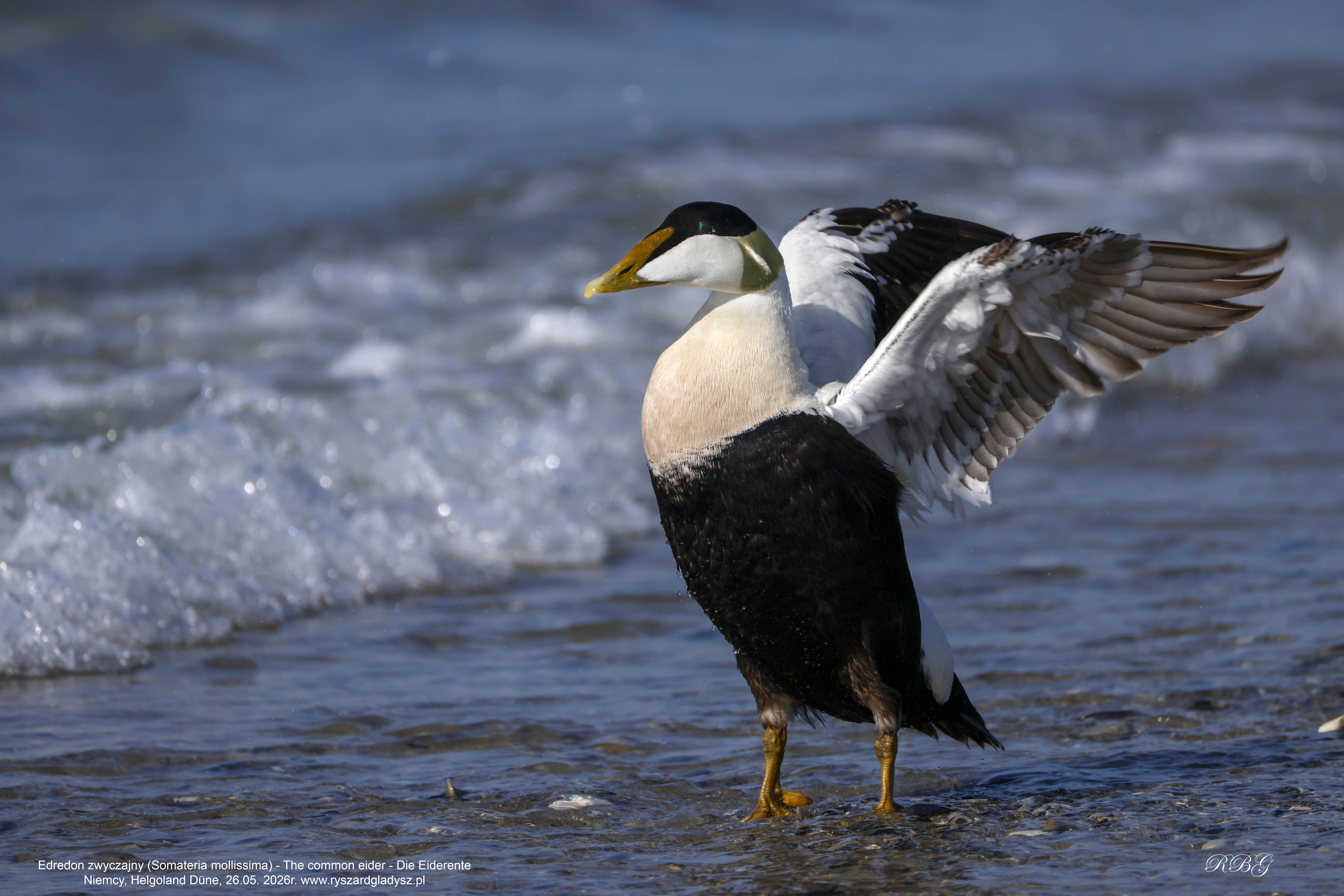 Edredon zwyczajny, edredon, Somateria mollissima, Common eider, Die Eiderente. Ptaki morskie, kaczki morskie, ptaki wodne, strunowce, blaszkodziobe, kaczkowate, edredony, birds, seabirds, waterfowl, Anatidae, Anseriformes, Somateria, Vogel, Vögel, Seevögel, Eiderente.