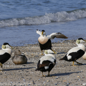 Edredon zwyczajny 0108 Edredon zwyczajny, Somateria mollissima, The common eider, Die Eiderente