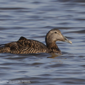 Edredon zwyczajny 0741 Edredon zwyczajny, Somateria mollissima, The common eider, Die Eiderente