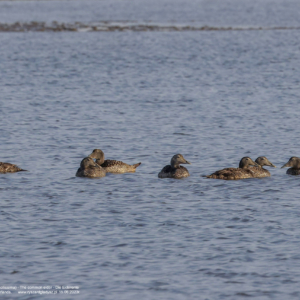 Edredon zwyczajny 6603 Edredon zwyczajny, Somateria mollissima, The common eider, Die Eiderente