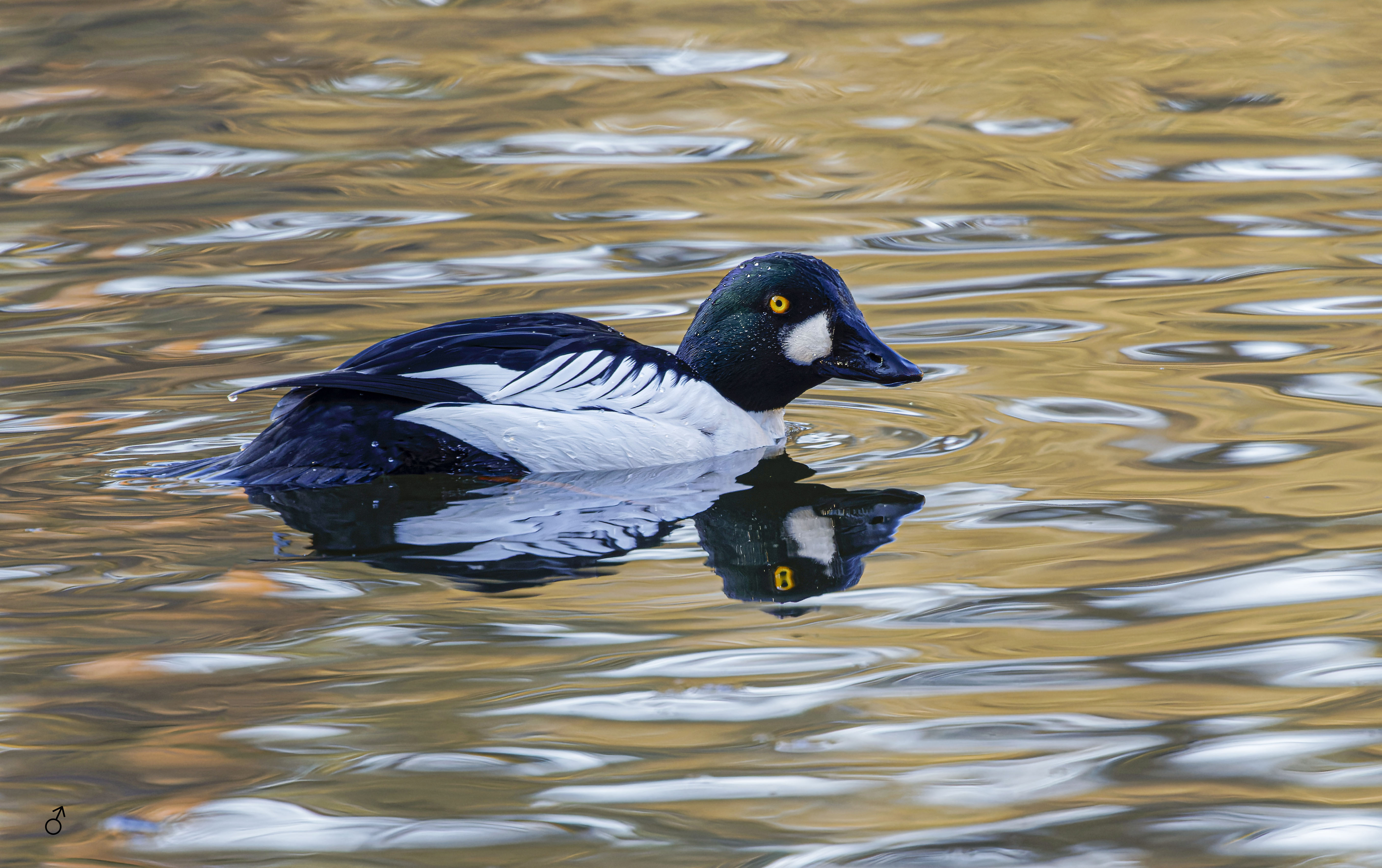 Gągoł, Bucephala clangula, Goldeneye, Die Schellente, Гоголь