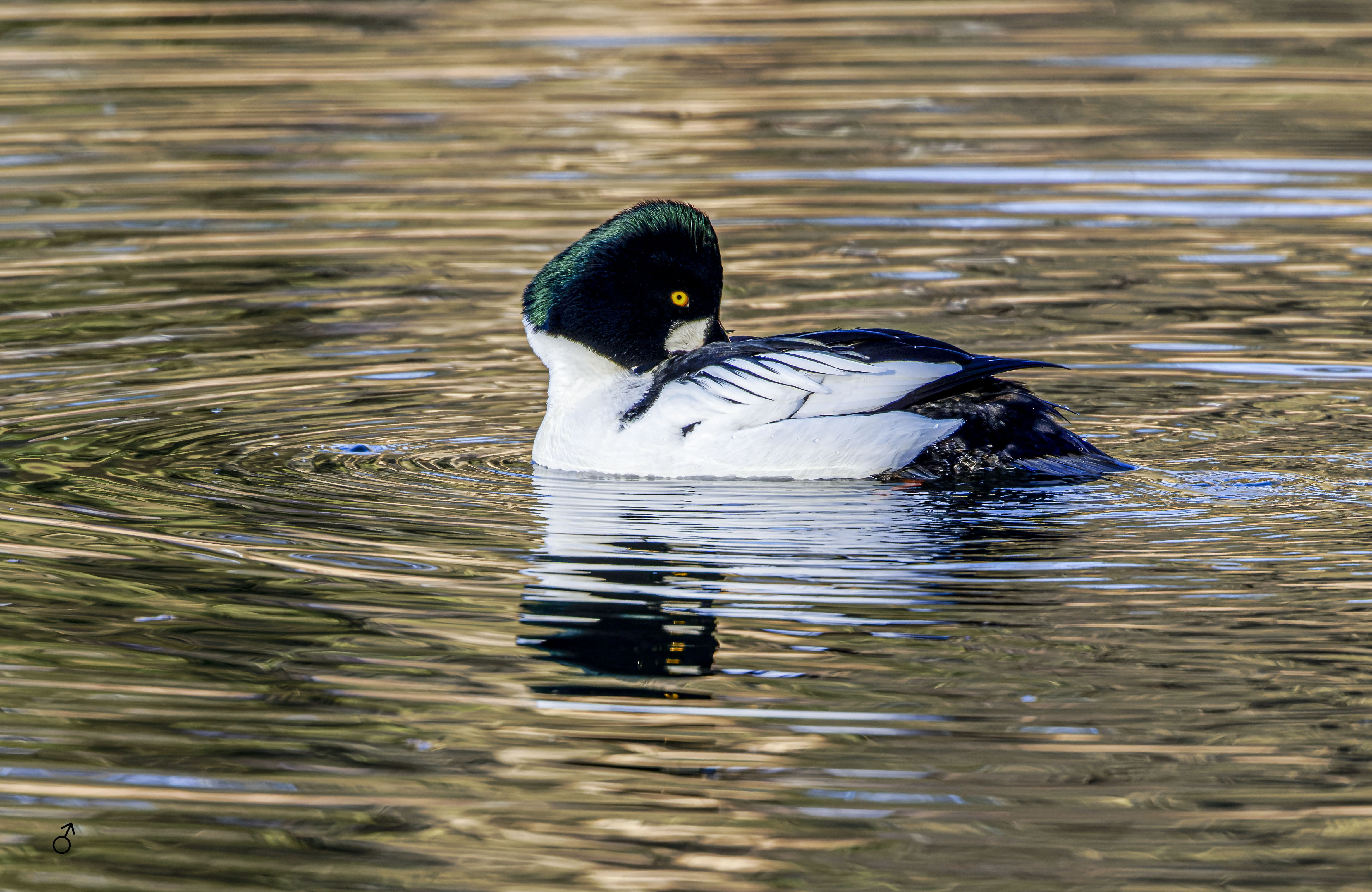 Gągoł, Bucephala clangula, Goldeneye, Die Schellente, Гоголь