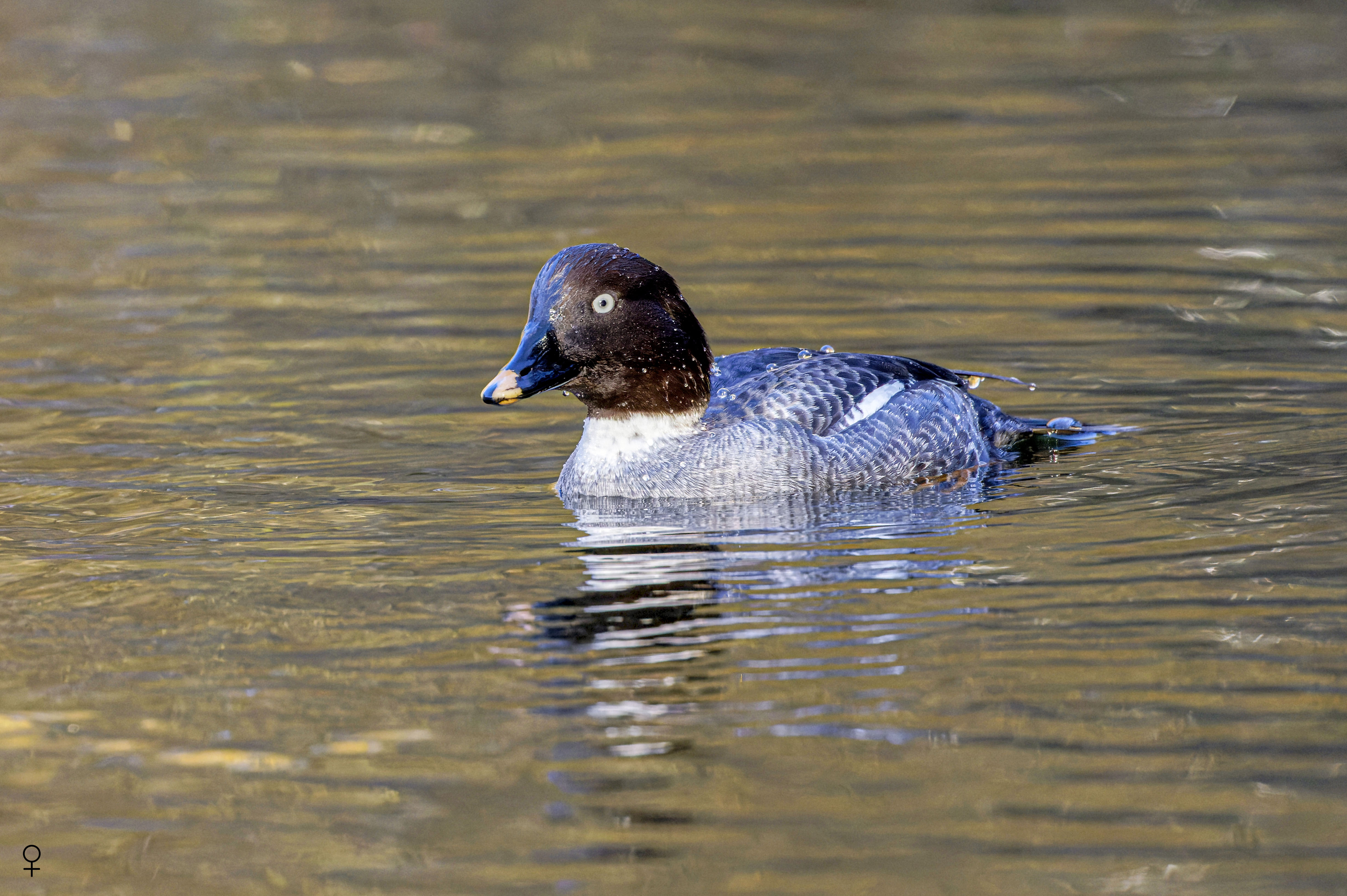 Gągoł, Bucephala clangula, Goldeneye, Die Schellente, Гоголь