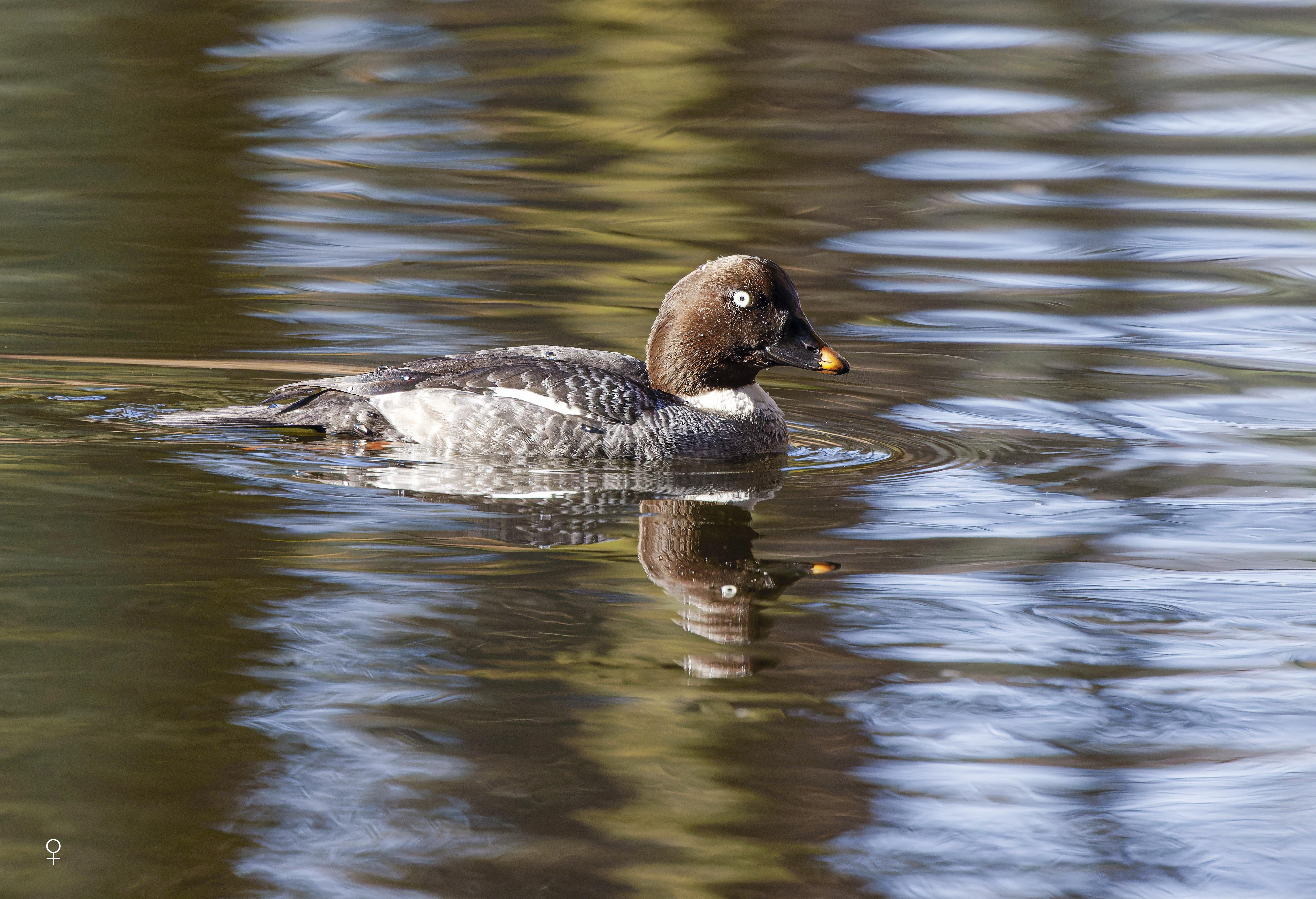 Gągoł, Bucephala clangula, Goldeneye, Die Schellente, Гоголь