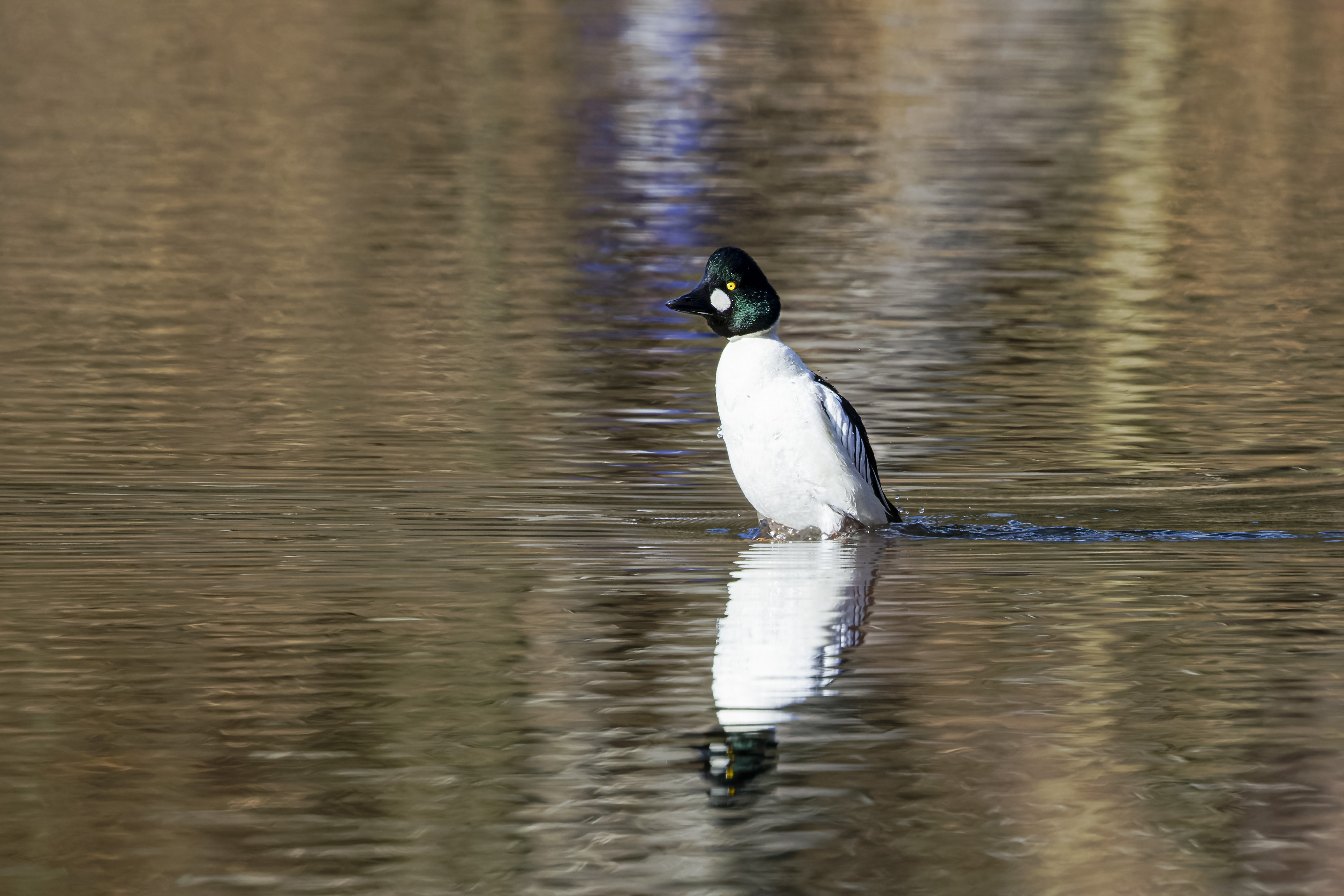 Gągoł, Bucephala clangula, Goldeneye, Die Schellente, Гоголь