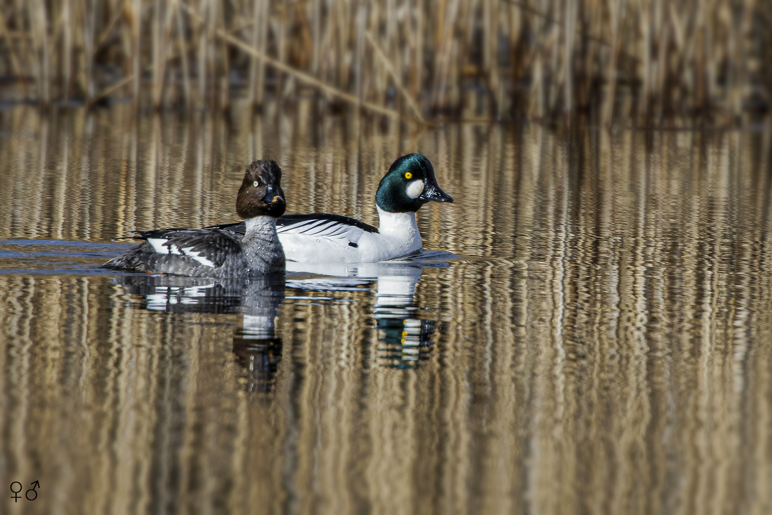 Gągoł, Bucephala clangula, Goldeneye, Die Schellente, Гоголь