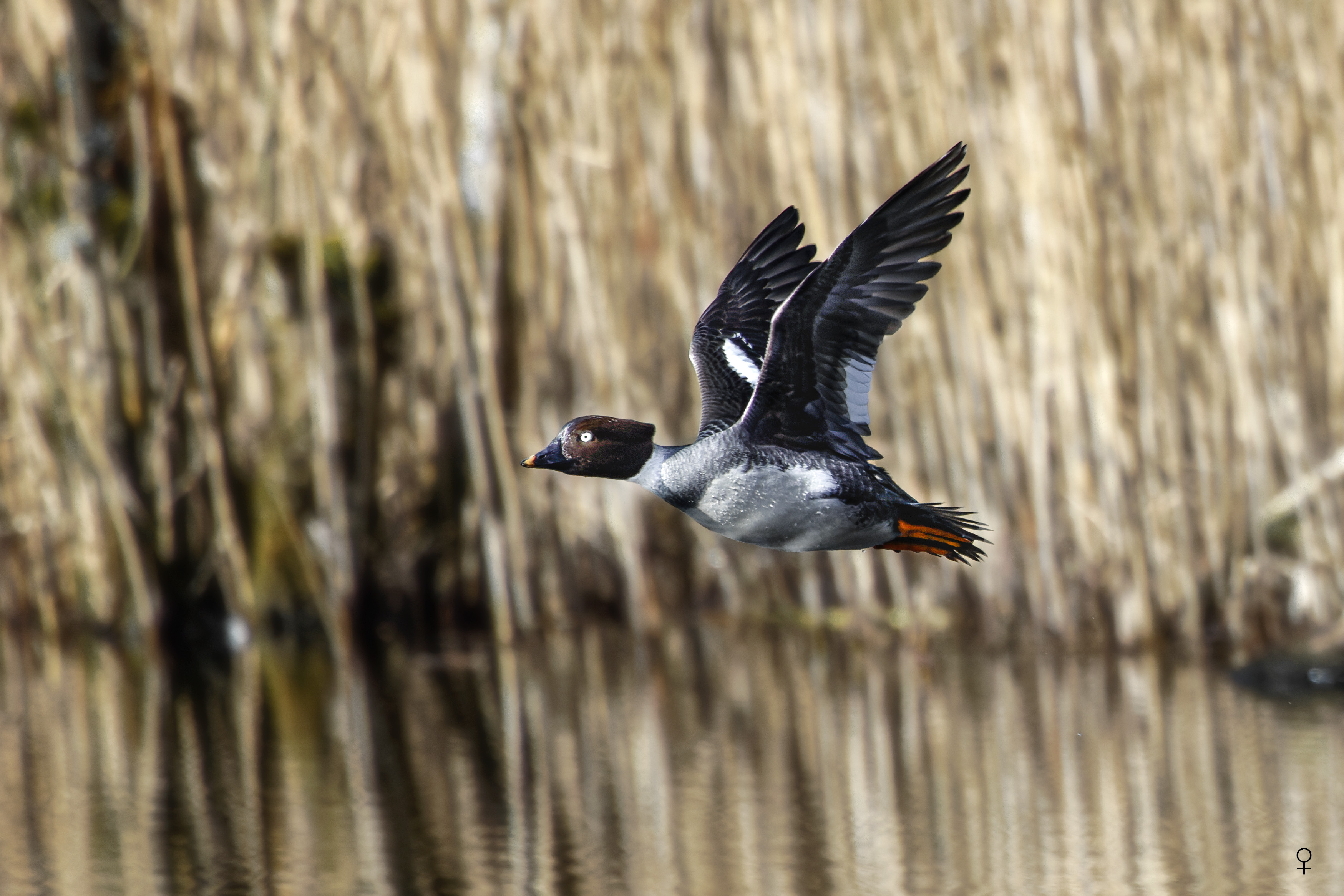 Gągoł, Bucephala clangula, Goldeneye, Die Schellente, Гоголь