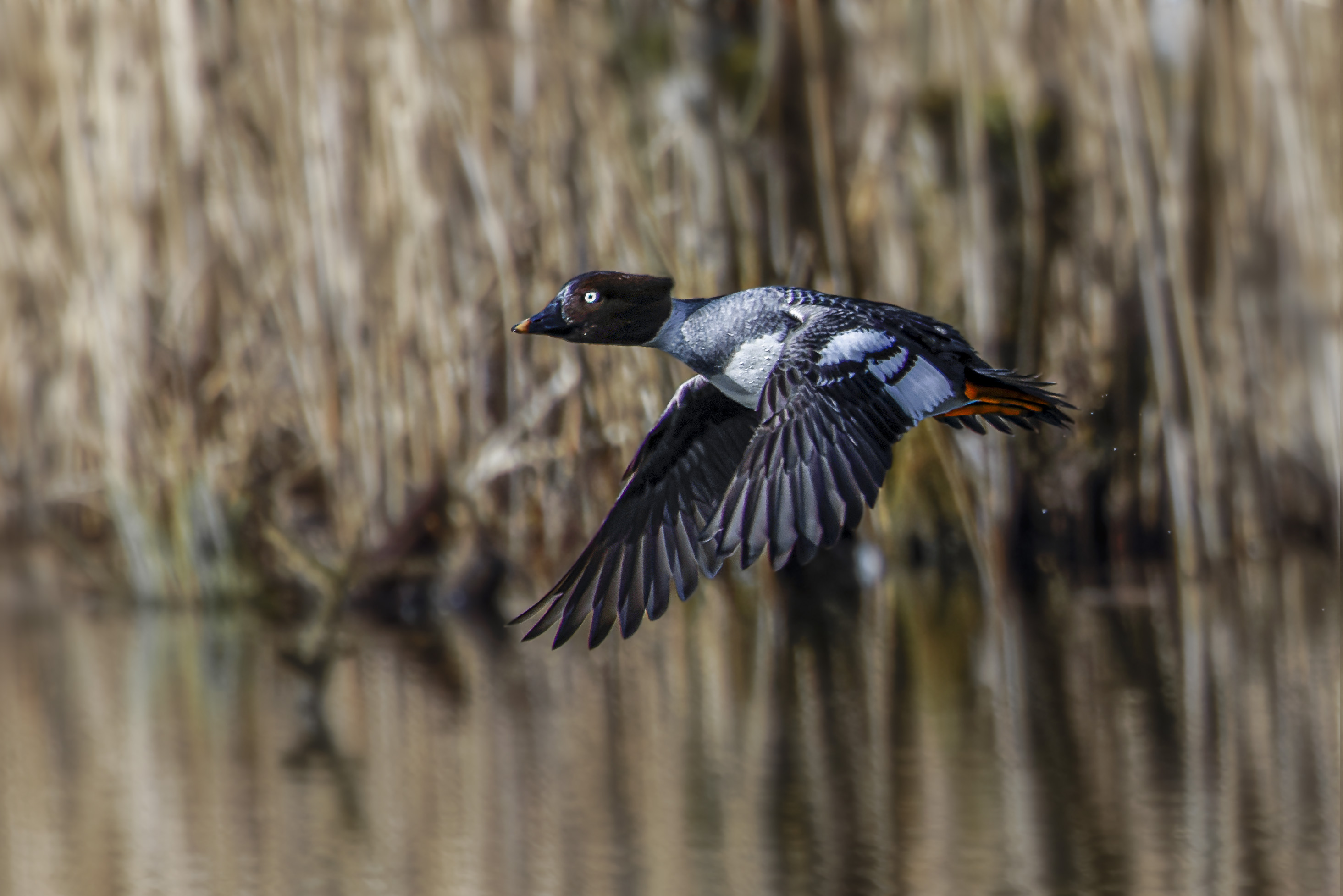 Gągoł, Bucephala clangula, Goldeneye, Die Schellente, Гоголь