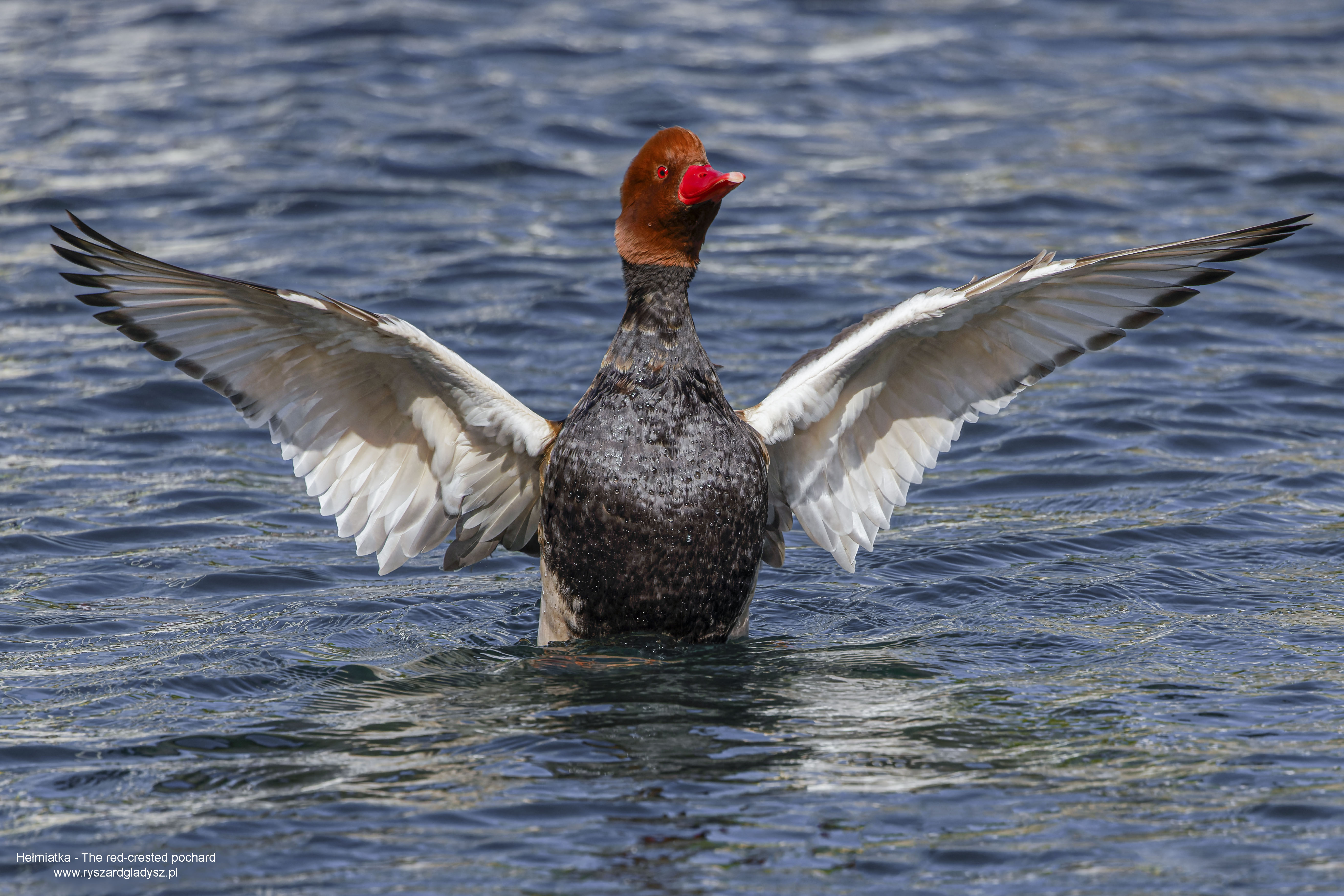 Hełmiatka, Netta rufina, Red crested pochard, Die Kolbenente, Красноносый нырок