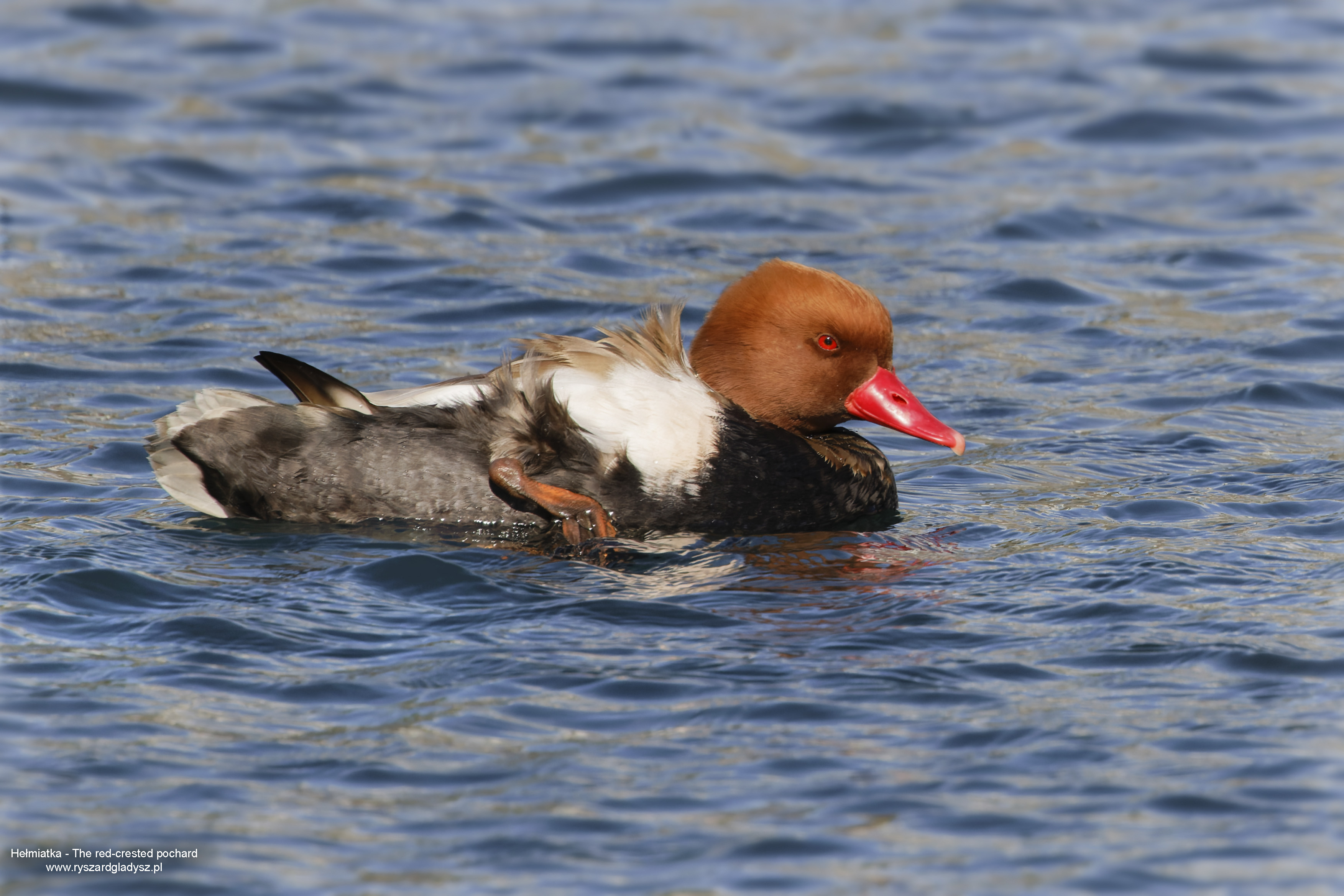 Hełmiatka, Netta rufina, Red crested pochard, Die Kolbenente, Красноносый нырок