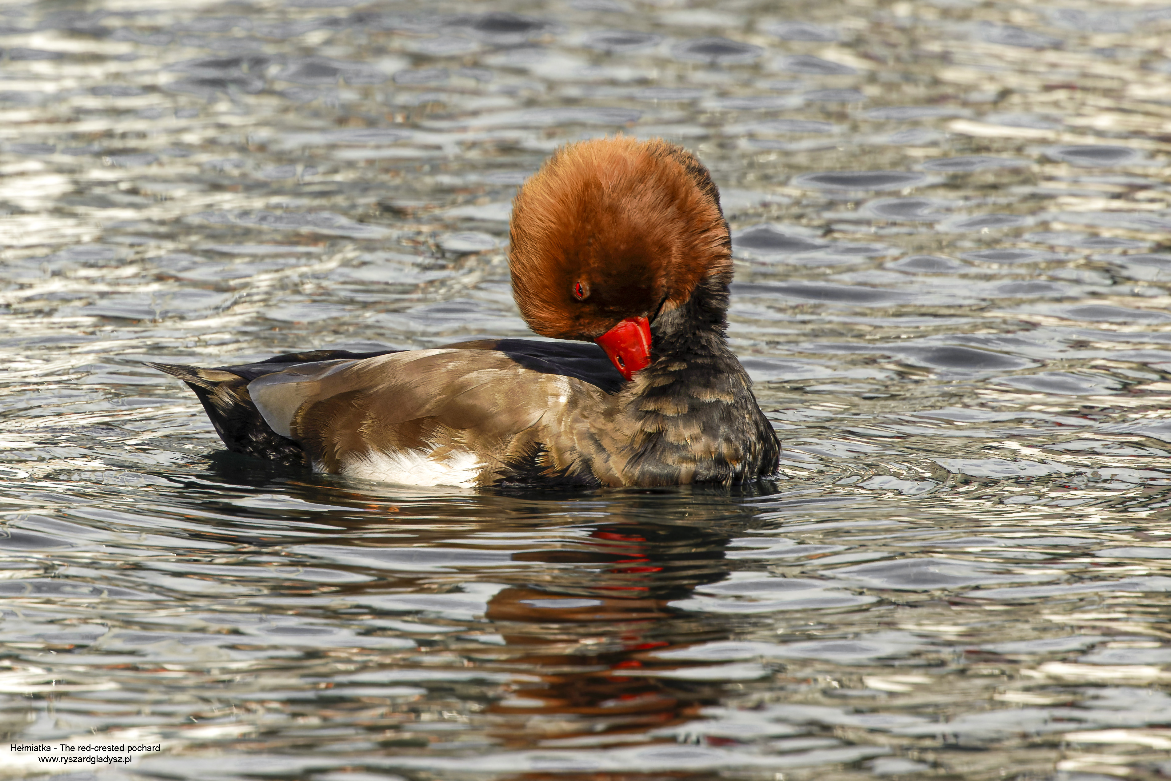 Hełmiatka, Netta rufina, Red crested pochard, Die Kolbenente, Красноносый нырок