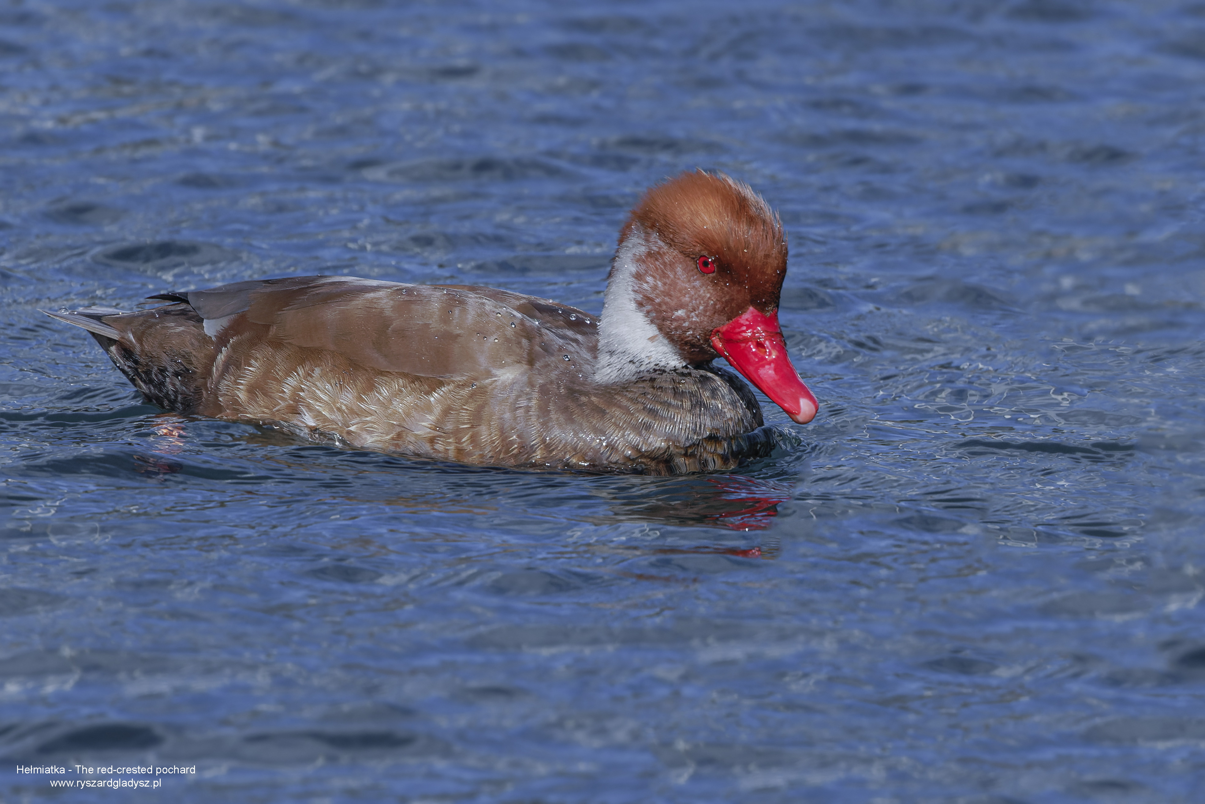 Hełmiatka, Netta rufina, Red crested pochard, Die Kolbenente, Красноносый нырок