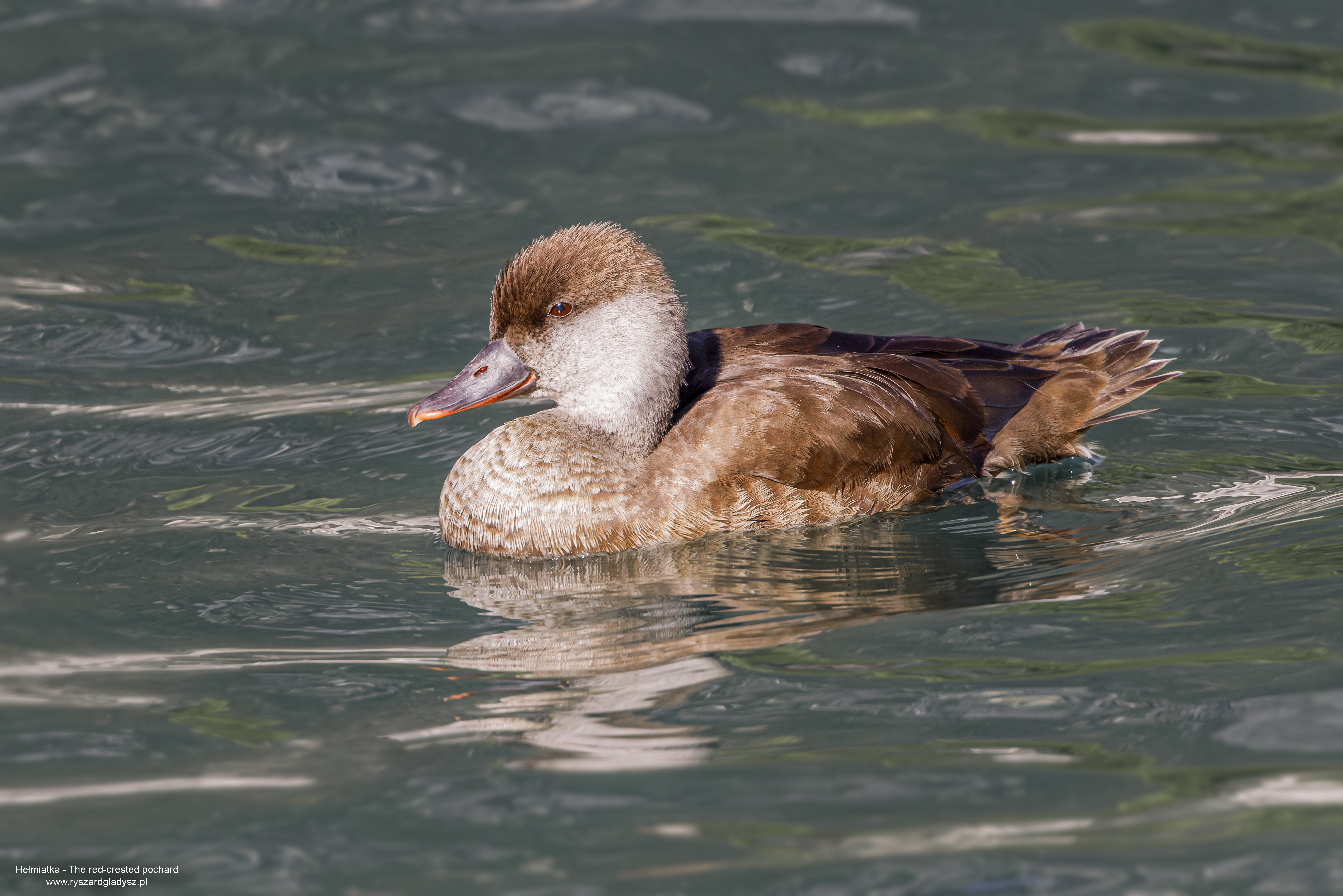 Hełmiatka, Netta rufina, Red crested pochard, Die Kolbenente, Красноносый нырок