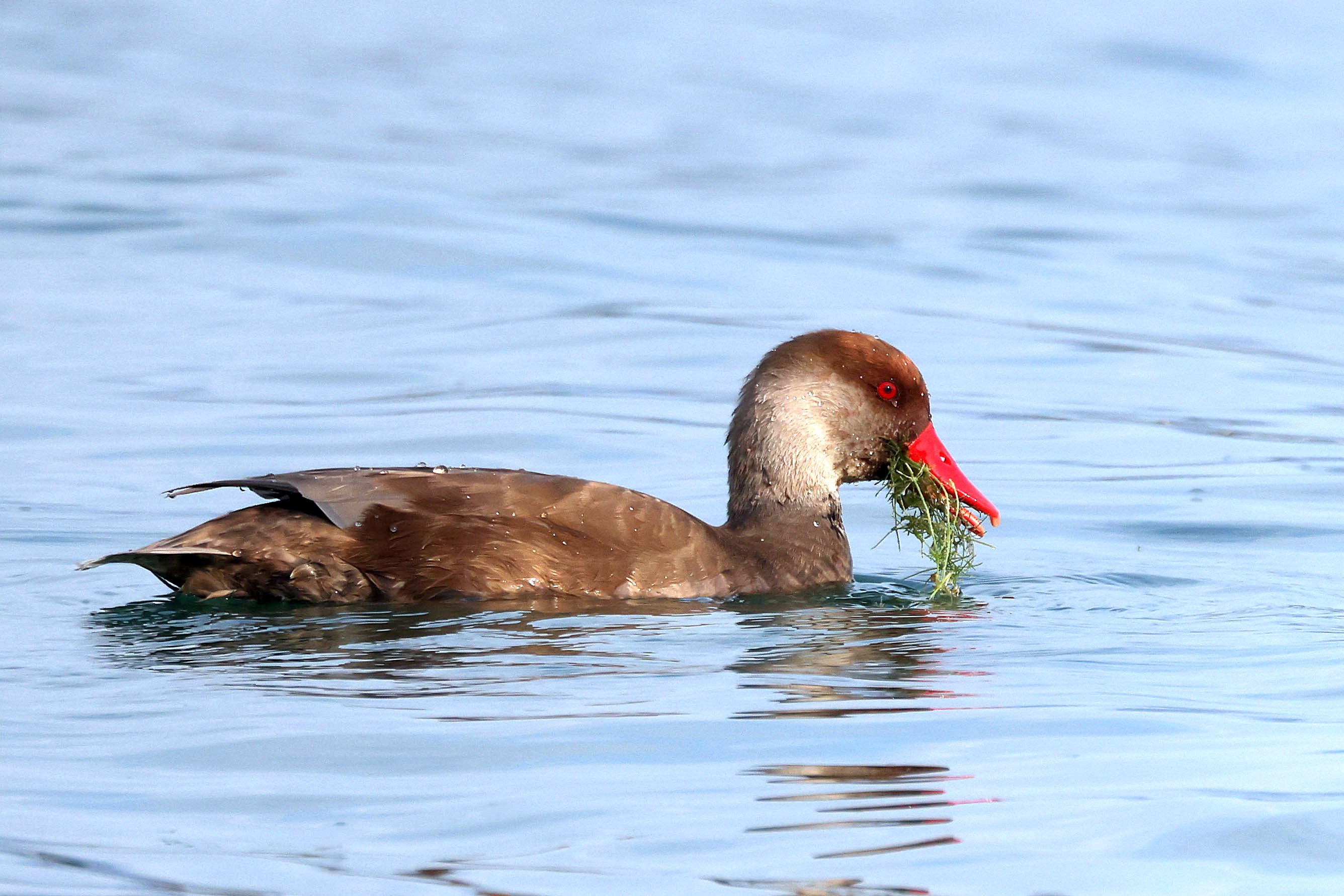 Hełmiatka, Netta rufina, Red crested pochard, Die Kolbenente, Красноносый нырок