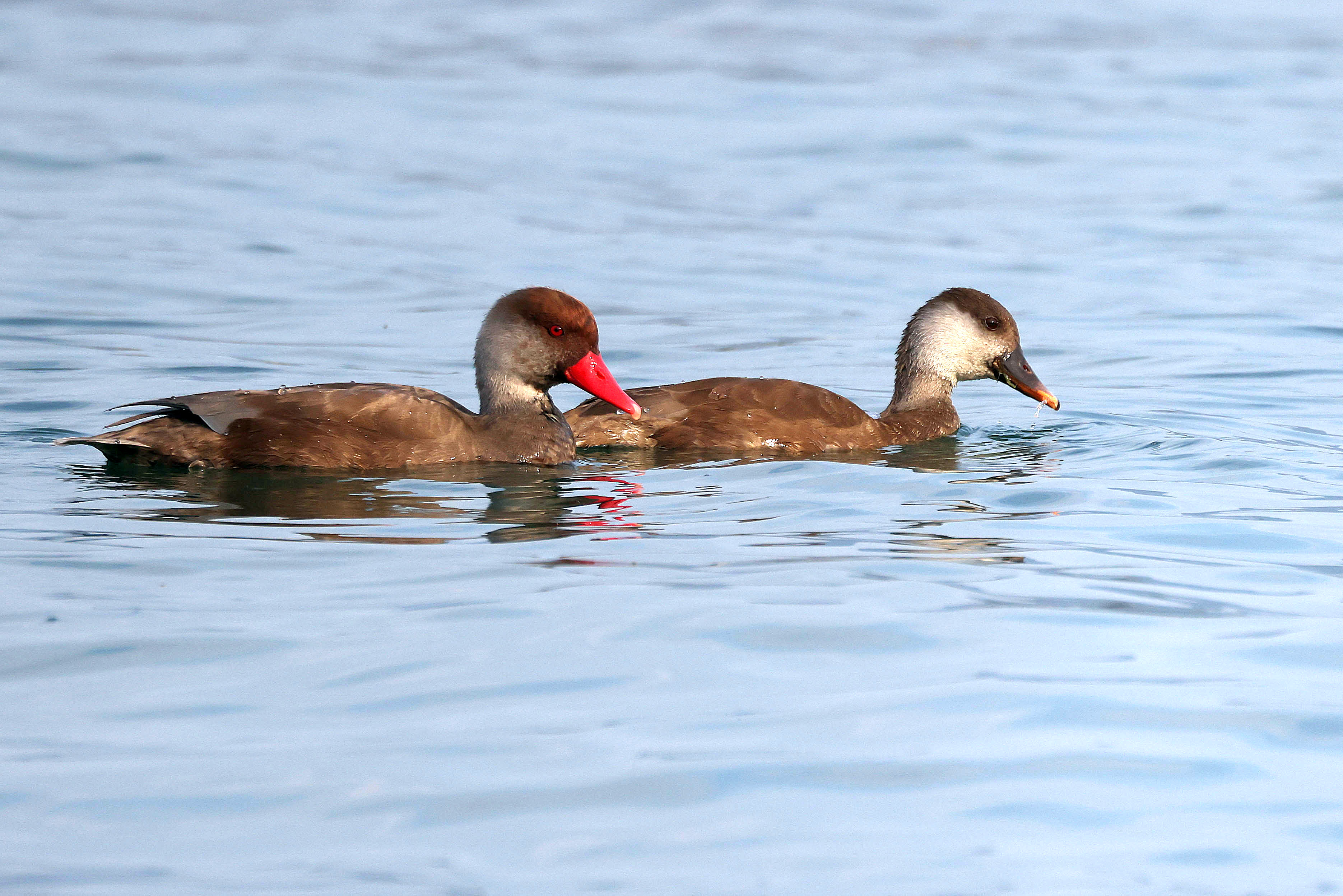 Hełmiatka, Netta rufina, Red crested pochard, Die Kolbenente, Красноносый нырок