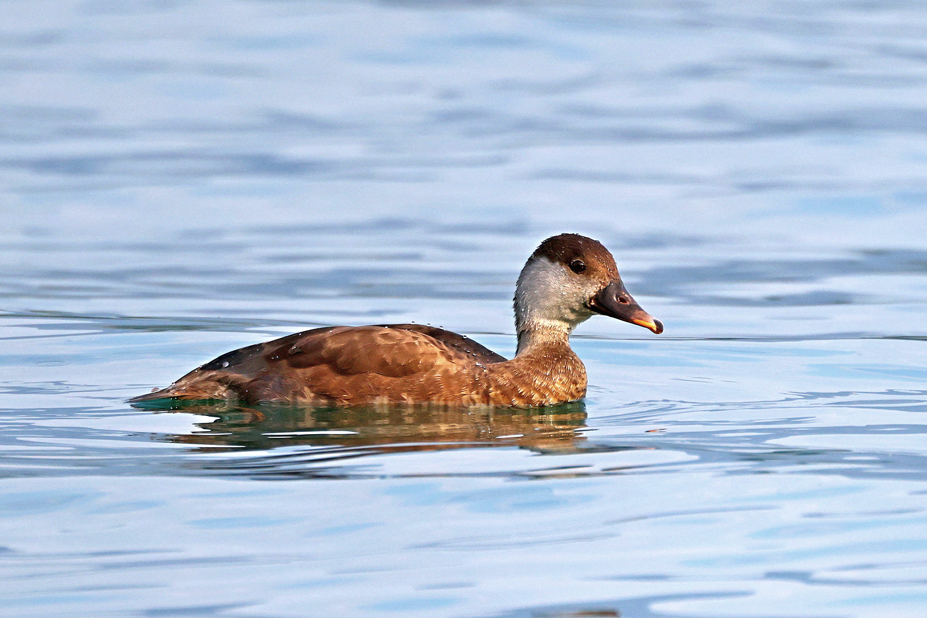 Hełmiatka, Netta rufina, Red crested pochard, Die Kolbenente, Красноносый нырок