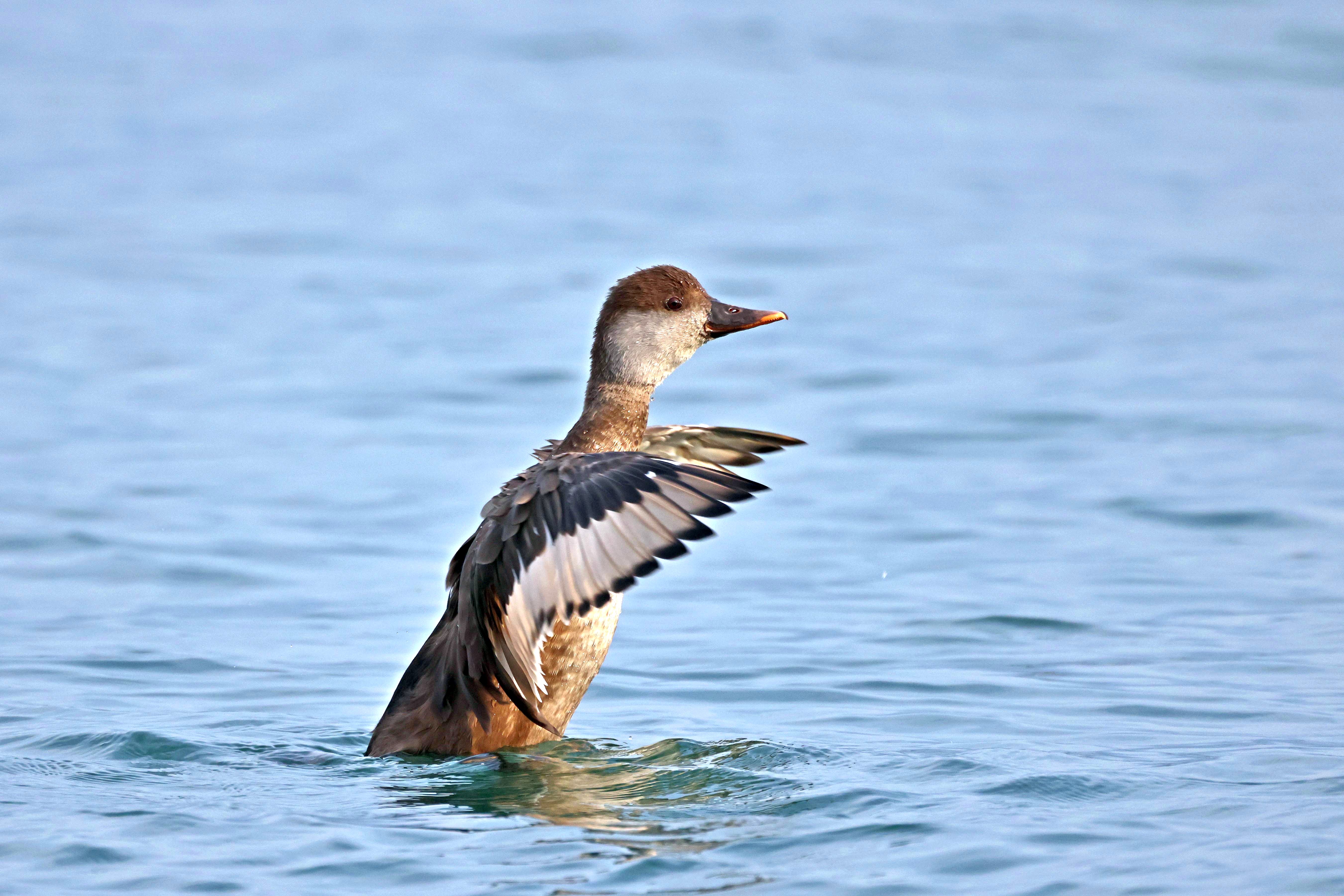 Hełmiatka, Netta rufina, Red crested pochard, Die Kolbenente, Красноносый нырок